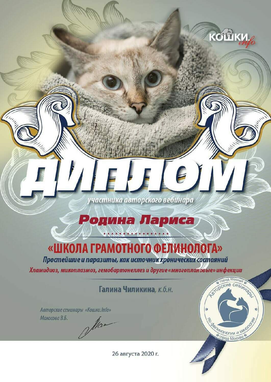 питомник эльфов, кошки породы эльф, заводчик кошек, заводчик сфинксов, эльф, сфинкс, фелинология