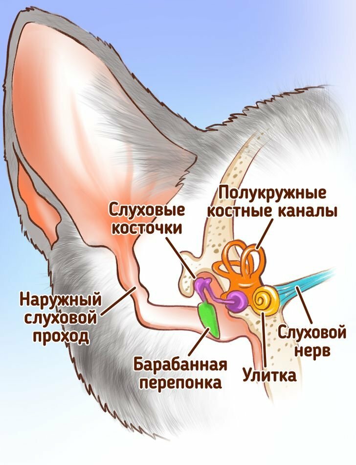 sphynx care, sphynx colors, kitten castration, elf genetics, sphynx nutrition, sphynx feeding, cat color genetics, kittens elf, elf, sphynx, dwelf, kittens, elf cattery, sphynx cattery, elf breeder, black elf, tortie elf, blue elf, buy elf kitten, buy sphynx, buy kitten, buy elf, elf cat, sphynx cat, available elf, available sphynx