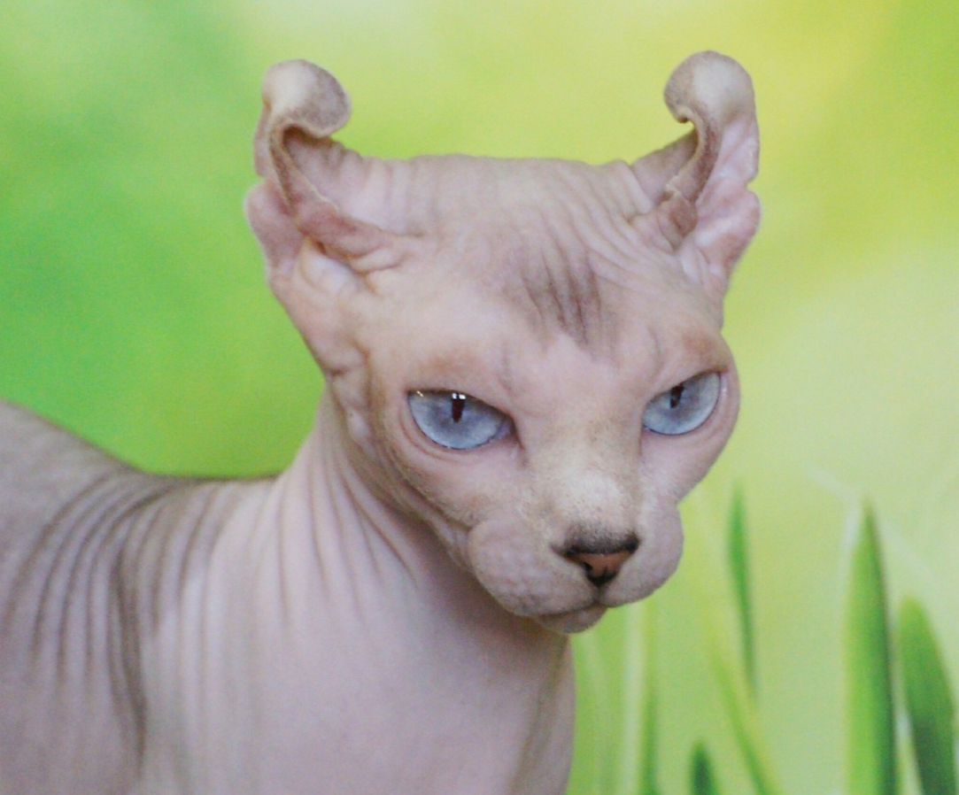 kittens elf, elf, sphynx, dwelf, kittens, elf cattery, sphynx cattery, elf breeder, black elf, tortie elf, blue elf, buy elf kitten, buy sphynx, buy kitten, buy elf, elf cat, sphynx cat, available elf, available sphynx