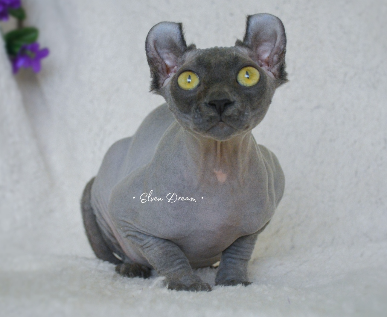 elven dream sphynx care, sphynx colors, kitten castration, elf genetics, sphynx nutrition, sphynx feeding, cat color genetics, kittens elf, elf, sphynx, dwelf, kittens, elf cattery, sphynx cattery, elf breeder, black elf, tortie elf, blue elf, buy elf kitten, buy sphynx, buy kitten, buy elf, elf cat, sphynx cat, available elf, available sphynx