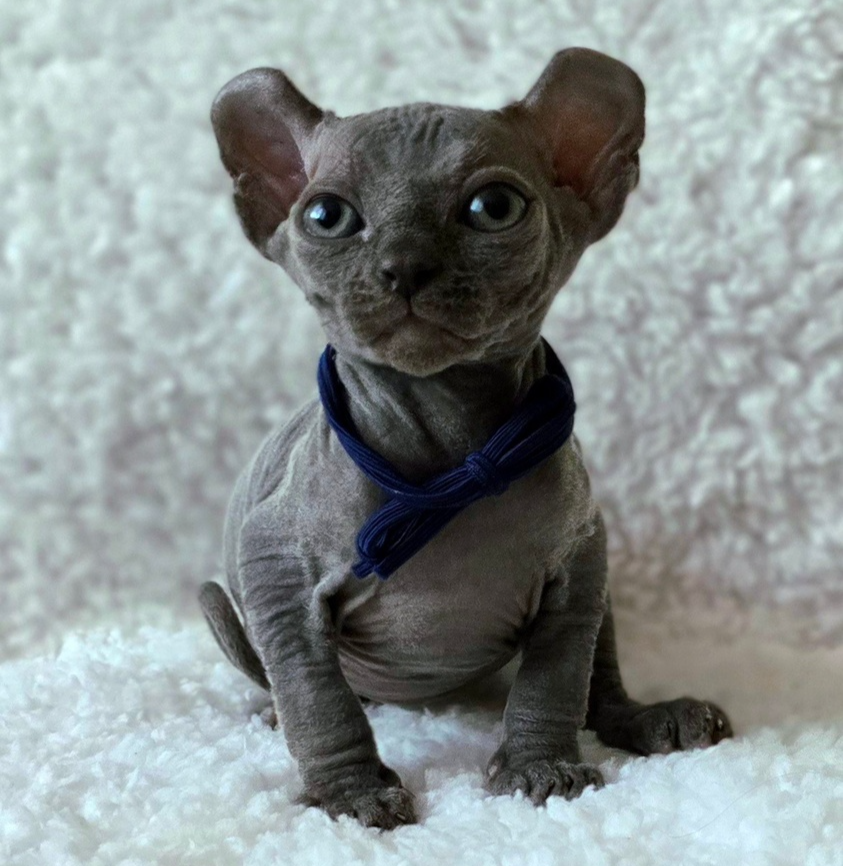 elven dream kittens elf, elf, sphynx, dwelf, kittens, elf cattery, sphynx cattery, elf breeder, black elf, tortie elf, blue elf, buy elf kitten, buy sphynx, buy kitten, buy elf, elf cat, sphynx cat, available elf, available sphynx