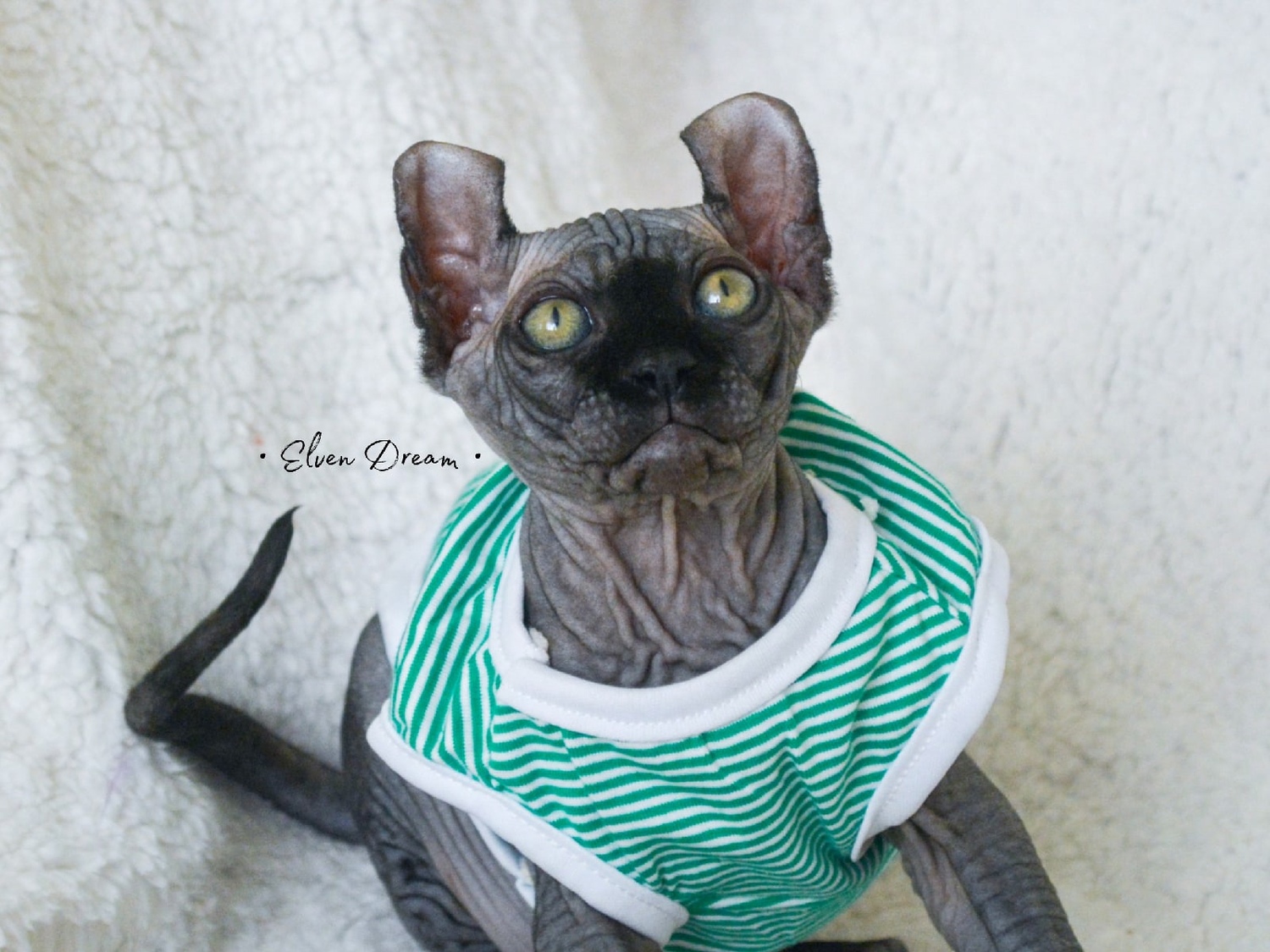 kittens elf, elf, sphynx, dwelf, kittens, elf cattery, sphynx cattery, elf breeder, black elf, tortie elf, blue elf, buy elf kitten, buy sphynx, buy kitten, buy elf, elf cat, sphynx cat, available elf, available sphynx