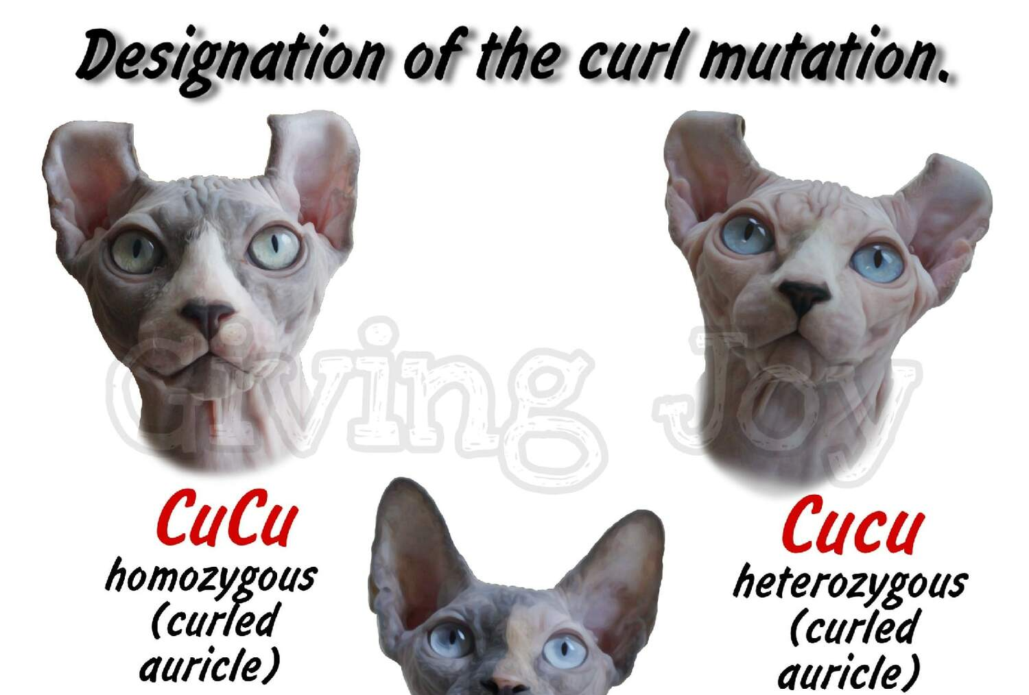 sphynx care, sphynx colors, kitten castration, elf genetics, sphynx nutrition, sphynx feeding, cat color genetics, kittens elf, elf, sphynx, dwelf, kittens, elf cattery, sphynx cattery, elf breeder, black elf, tortie elf, blue elf, buy elf kitten, buy sphynx, buy kitten, buy elf, elf cat, sphynx cat, available elf, available sphynx