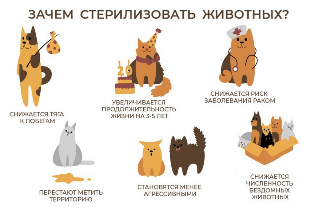 sphynx care, sphynx colors, kitten castration, elf genetics, sphynx nutrition, sphynx feeding, cat color genetics, kittens elf, elf, sphynx, dwelf, kittens, elf cattery, sphynx cattery, elf breeder, black elf, tortie elf, blue elf, buy elf kitten, buy sphynx, buy kitten, buy elf, elf cat, sphynx cat, available elf, available sphynx
