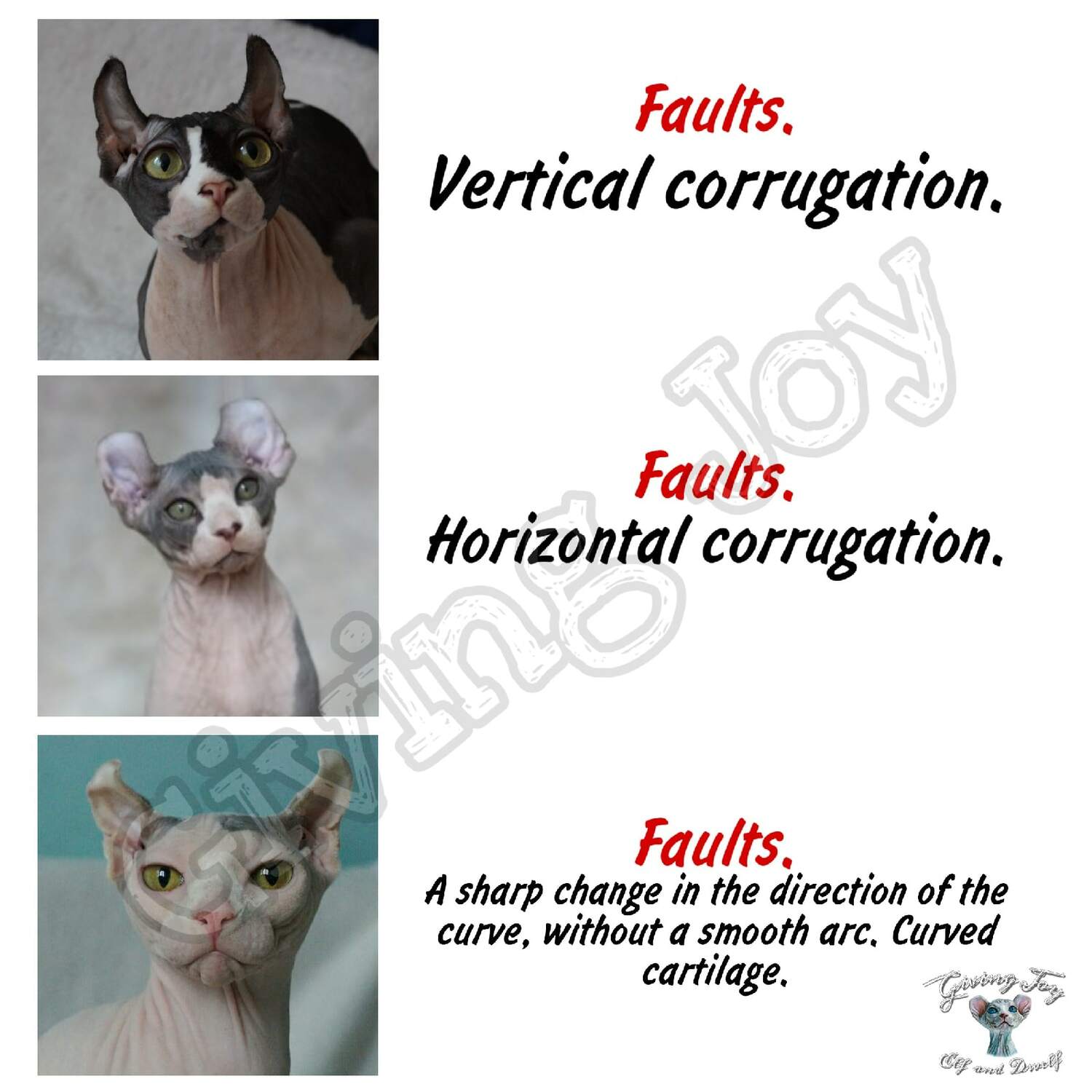 sphynx care, sphynx colors, kitten castration, elf genetics, sphynx nutrition, sphynx feeding, cat color genetics, kittens elf, elf, sphynx, dwelf, kittens, elf cattery, sphynx cattery, elf breeder, black elf, tortie elf, blue elf, buy elf kitten, buy sphynx, buy kitten, buy elf, elf cat, sphynx cat, available elf, available sphynx