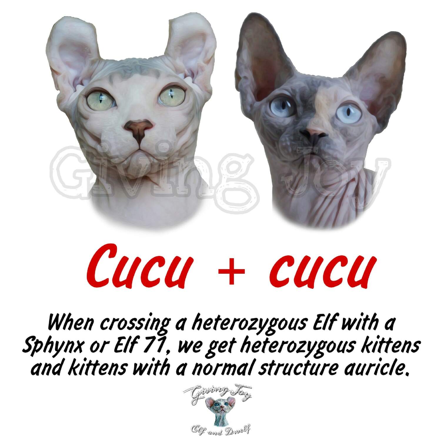 sphynx care, sphynx colors, kitten castration, elf genetics, sphynx nutrition, sphynx feeding, cat color genetics, kittens elf, elf, sphynx, dwelf, kittens, elf cattery, sphynx cattery, elf breeder, black elf, tortie elf, blue elf, buy elf kitten, buy sphynx, buy kitten, buy elf, elf cat, sphynx cat, available elf, available sphynx