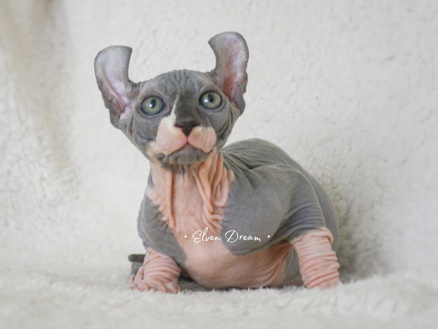 kittens elf, elf, sphynx, dwelf, kittens, elf cattery, sphynx cattery, elf breeder, black elf, tortie elf, blue elf, buy elf kitten, buy sphynx, buy kitten, buy elf, elf cat, sphynx cat, available elf, available sphynx
