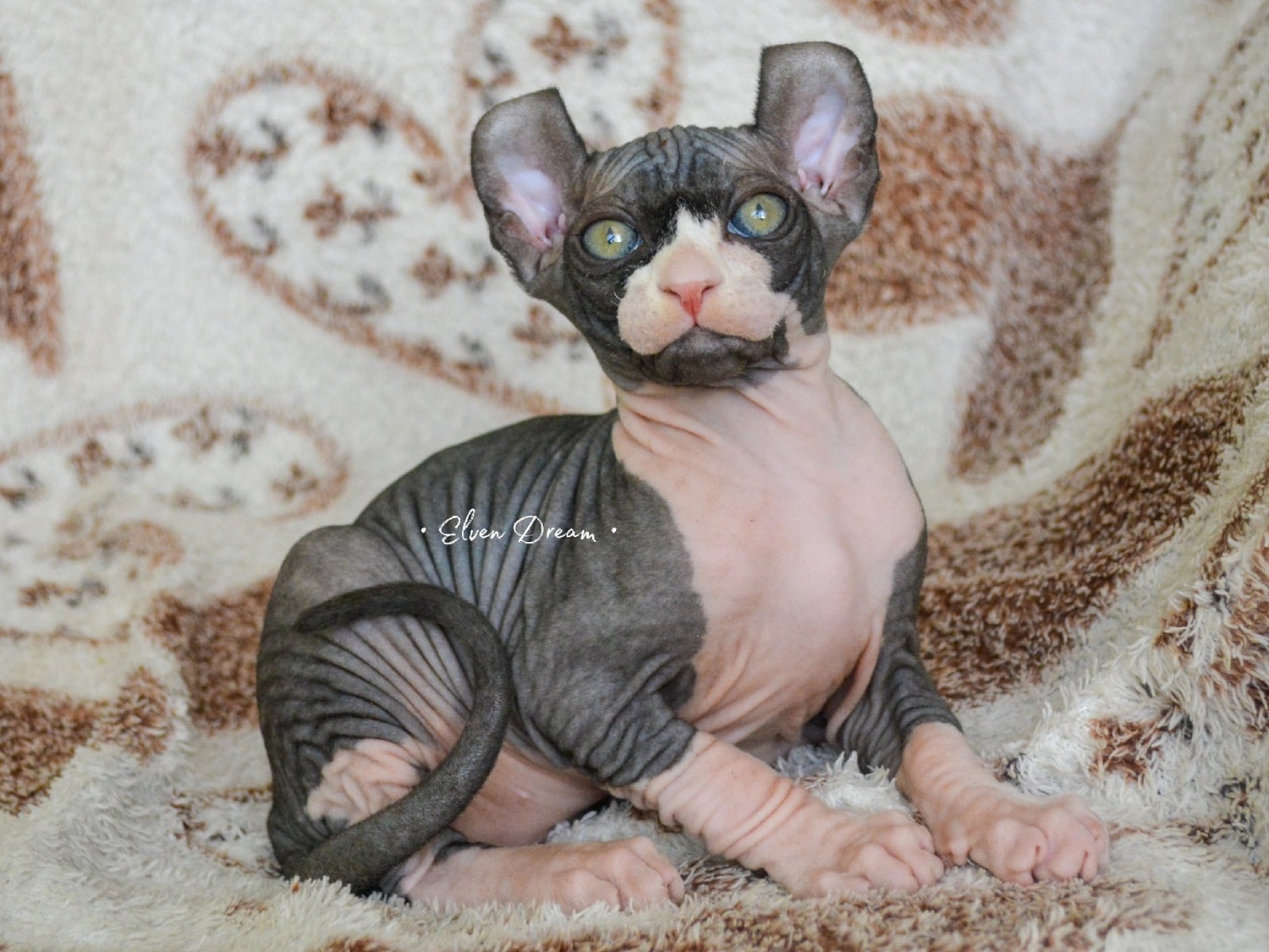 elven dream sphynx care, sphynx colors, kitten castration, elf genetics, sphynx nutrition, sphynx feeding, cat color genetics, kittens elf, elf, sphynx, dwelf, kittens, elf cattery, sphynx cattery, elf breeder, black elf, tortie elf, blue elf, buy elf kitten, buy sphynx, buy kitten, buy elf, elf cat, sphynx cat, available elf, available sphynx