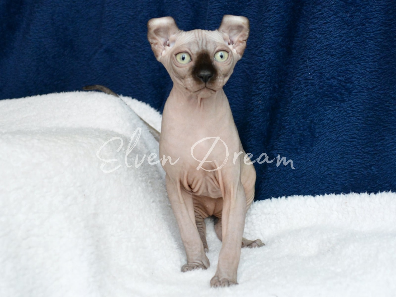 kittens elf, elf, sphynx, dwelf, kittens, elf cattery, sphynx cattery, elf breeder, black elf, tortie elf, blue elf, buy elf kitten, buy sphynx, buy kitten, buy elf, elf cat, sphynx cat, available elf, available sphynx