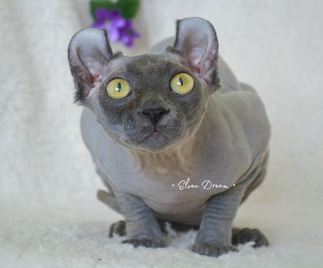 elven dream sphynx care, sphynx colors, kitten castration, elf genetics, sphynx nutrition, sphynx feeding, cat color genetics, kittens elf, elf, sphynx, dwelf, kittens, elf cattery, sphynx cattery, elf breeder, black elf, tortie elf, blue elf, buy elf kitten, buy sphynx, buy kitten, buy elf, elf cat, sphynx cat, available elf, available sphynx