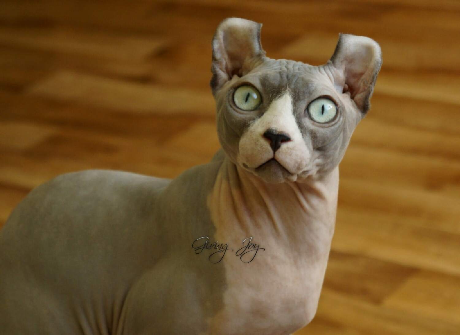 kittens elf, elf, sphynx, dwelf, kittens, elf cattery, sphynx cattery, elf breeder, black elf, tortie elf, blue elf, buy elf kitten, buy sphynx, buy kitten, buy elf, elf cat, sphynx cat, available elf, available sphynx