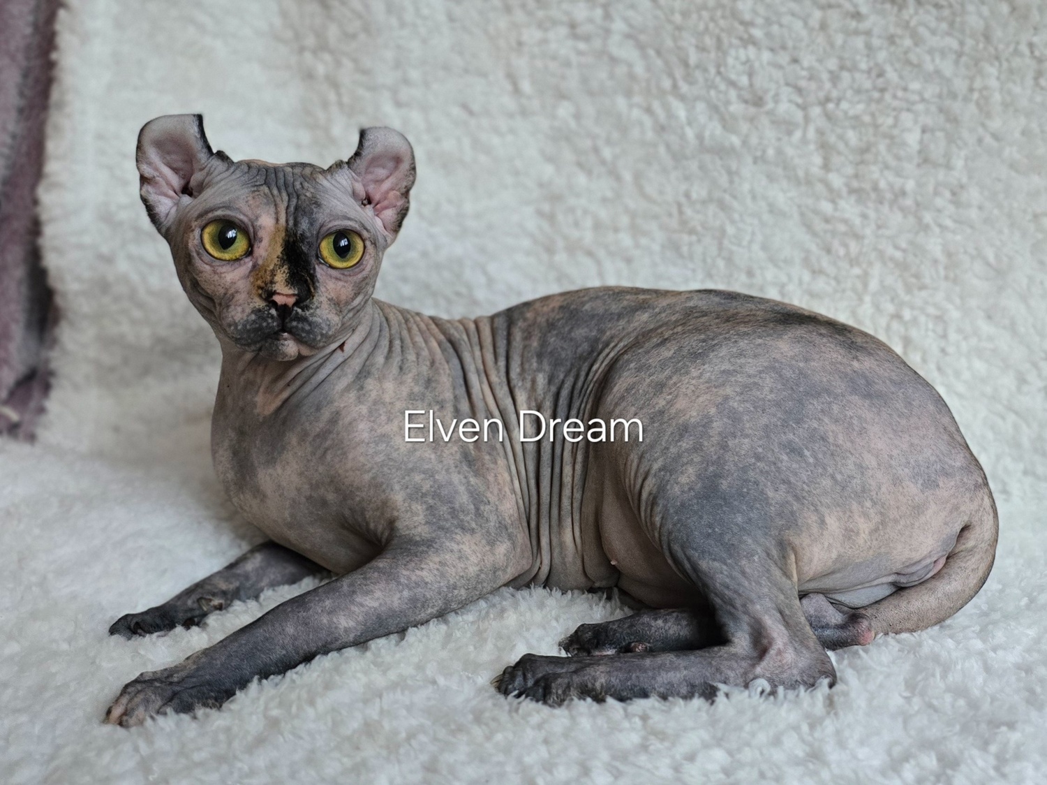 kittens elf, elf, sphynx, dwelf, kittens, elf cattery, sphynx cattery, elf breeder, black elf, tortie elf, blue elf, buy elf kitten, buy sphynx, buy kitten, buy elf, elf cat, sphynx cat, available elf, available sphynx