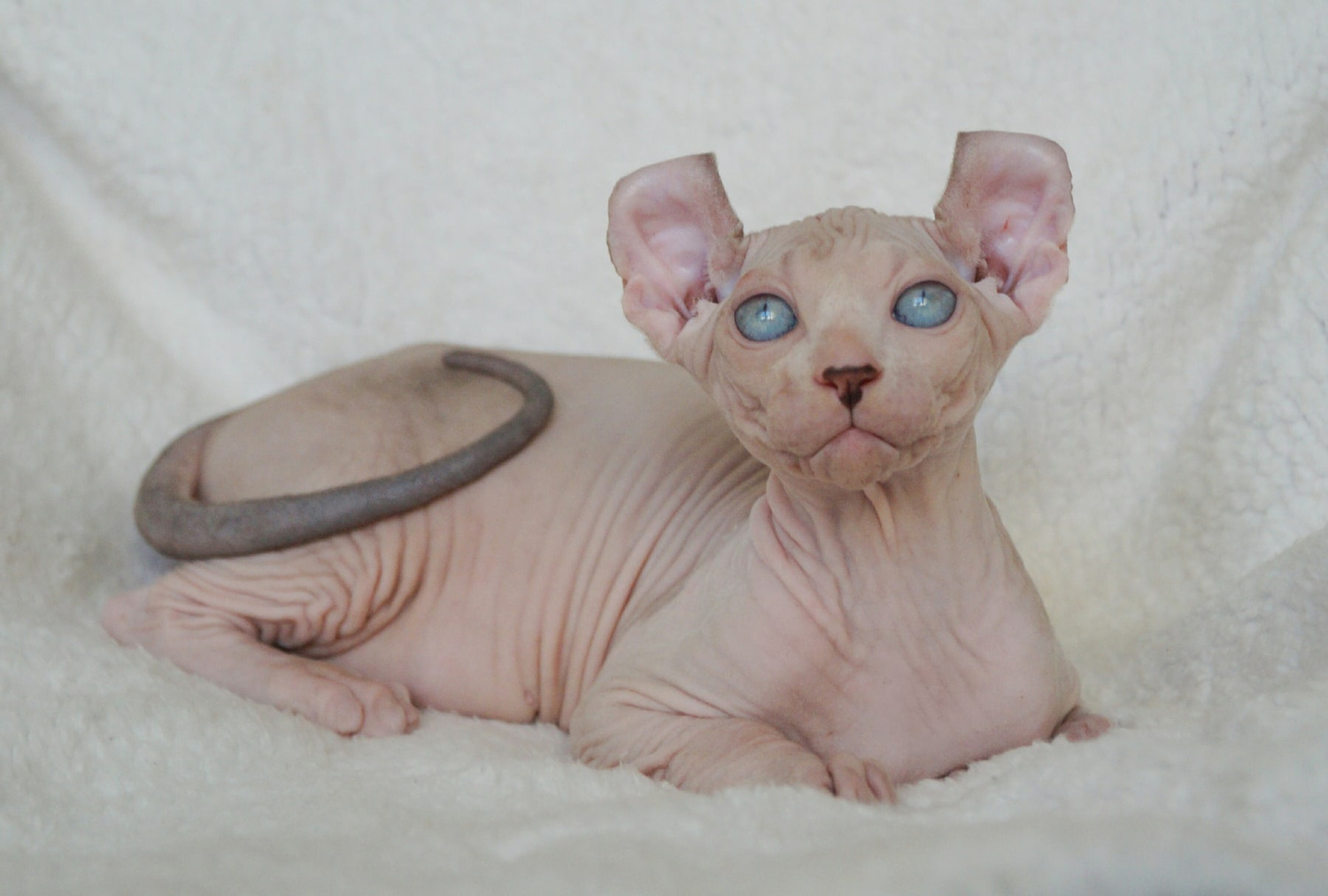 kittens elf, elf, sphynx, dwelf, kittens, elf cattery, sphynx cattery, elf breeder, black elf, tortie elf, blue elf, buy elf kitten, buy sphynx, buy kitten, buy elf, elf cat, sphynx cat, available elf, available sphynx