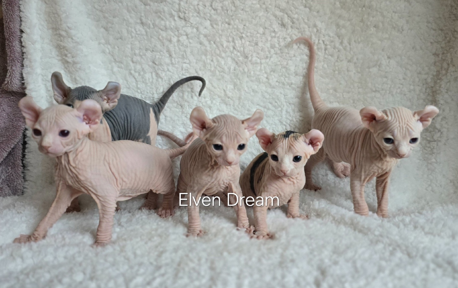 kittens elf, elf, sphynx, dwelf, kittens, elf cattery, sphynx cattery, elf breeder, black elf, tortie elf, blue elf, buy elf kitten, buy sphynx, buy kitten, buy elf, elf cat, sphynx cat, available elf, available sphynx