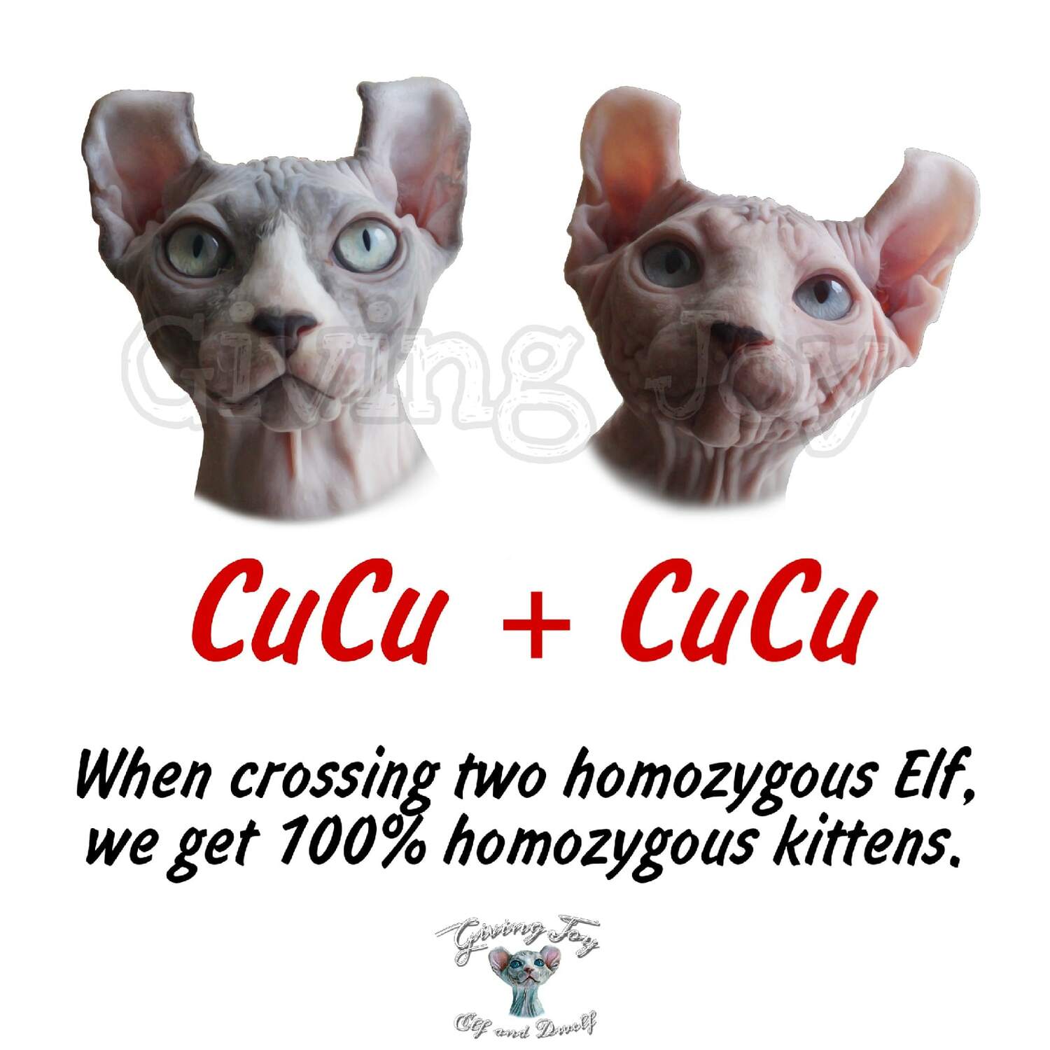 sphynx care, sphynx colors, kitten castration, elf genetics, sphynx nutrition, sphynx feeding, cat color genetics, kittens elf, elf, sphynx, dwelf, kittens, elf cattery, sphynx cattery, elf breeder, black elf, tortie elf, blue elf, buy elf kitten, buy sphynx, buy kitten, buy elf, elf cat, sphynx cat, available elf, available sphynx