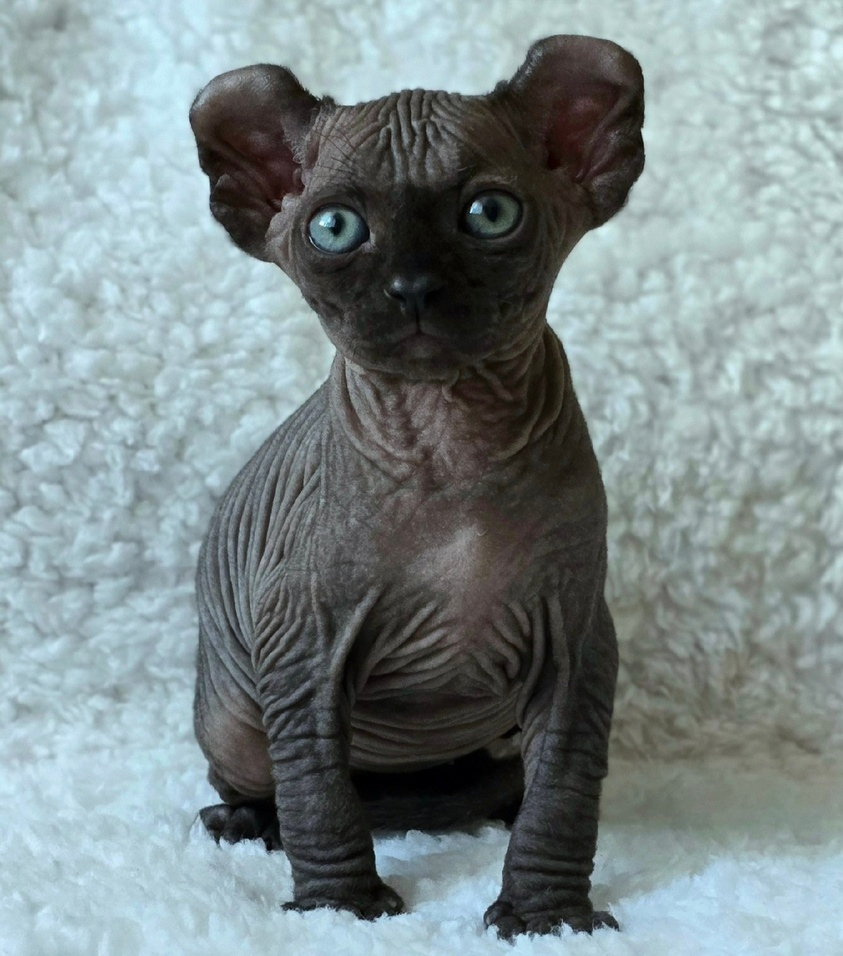 elven dream kittens elf, elf, sphynx, dwelf, kittens, elf cattery, sphynx cattery, elf breeder, black elf, tortie elf, blue elf, buy elf kitten, buy sphynx, buy kitten, buy elf, elf cat, sphynx cat, available elf, available sphynx