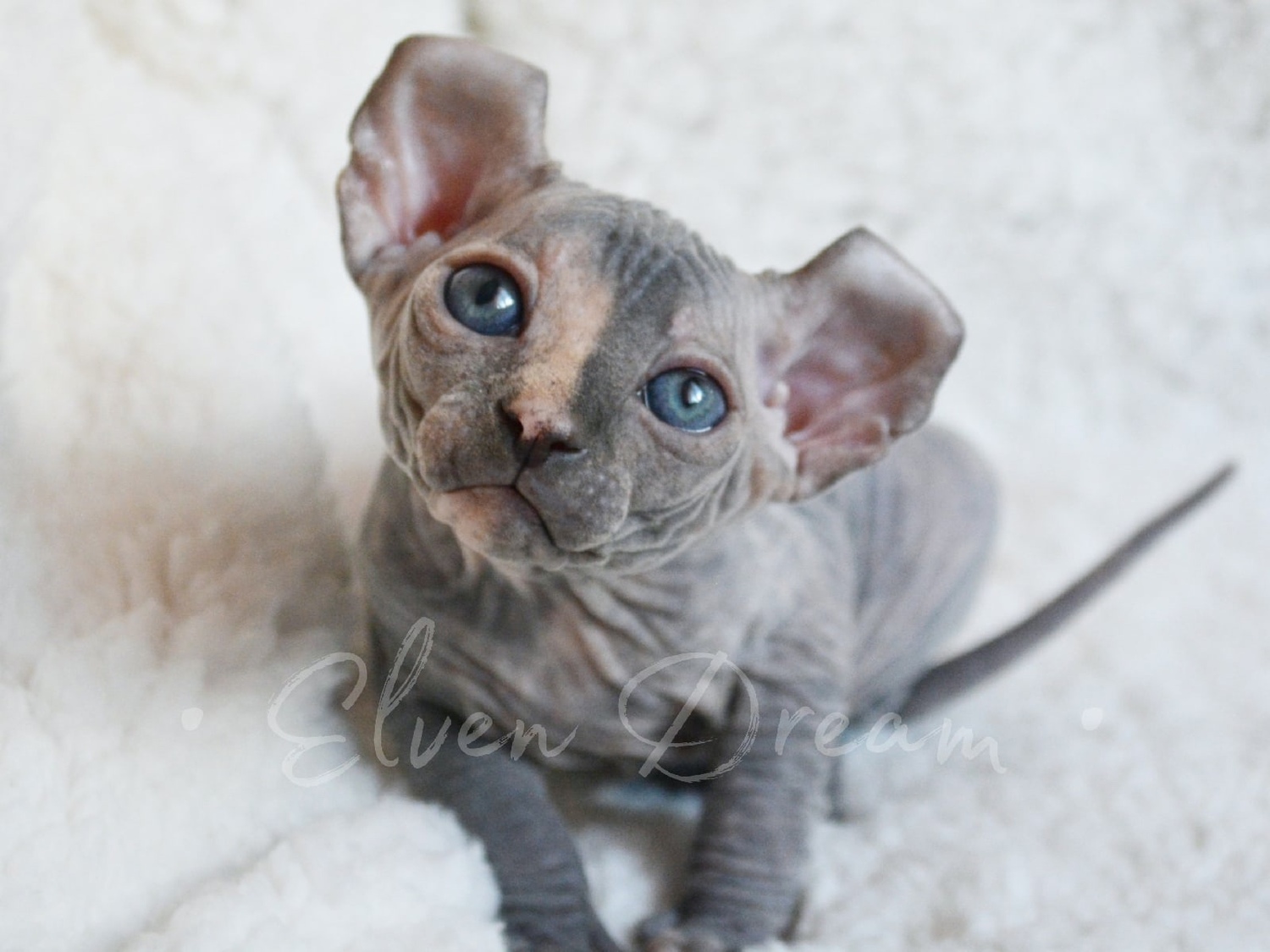 elven dream sphynx care, sphynx colors, kitten castration, elf genetics, sphynx nutrition, sphynx feeding, cat color genetics, kittens elf, elf, sphynx, dwelf, kittens, elf cattery, sphynx cattery, elf breeder, black elf, tortie elf, blue elf, buy elf kitten, buy sphynx, buy kitten, buy elf, elf cat, sphynx cat, available elf, available sphynx