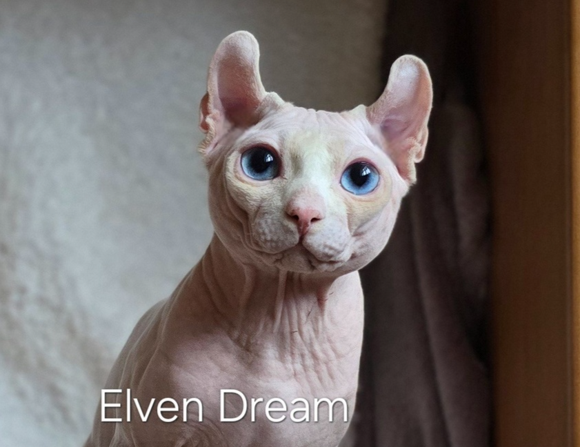 kittens elf, elf, sphynx, dwelf, kittens, elf cattery, sphynx cattery, elf breeder, black elf, tortie elf, blue elf, buy elf kitten, buy sphynx, buy kitten, buy elf, elf cat, sphynx cat, available elf, available sphynx
