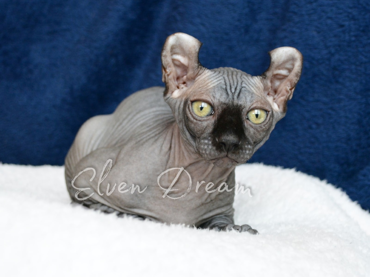 kittens elf, elf, sphynx, dwelf, kittens, elf cattery, sphynx cattery, elf breeder, black elf, tortie elf, blue elf, buy elf kitten, buy sphynx, buy kitten, buy elf, elf cat, sphynx cat, available elf, available sphynx