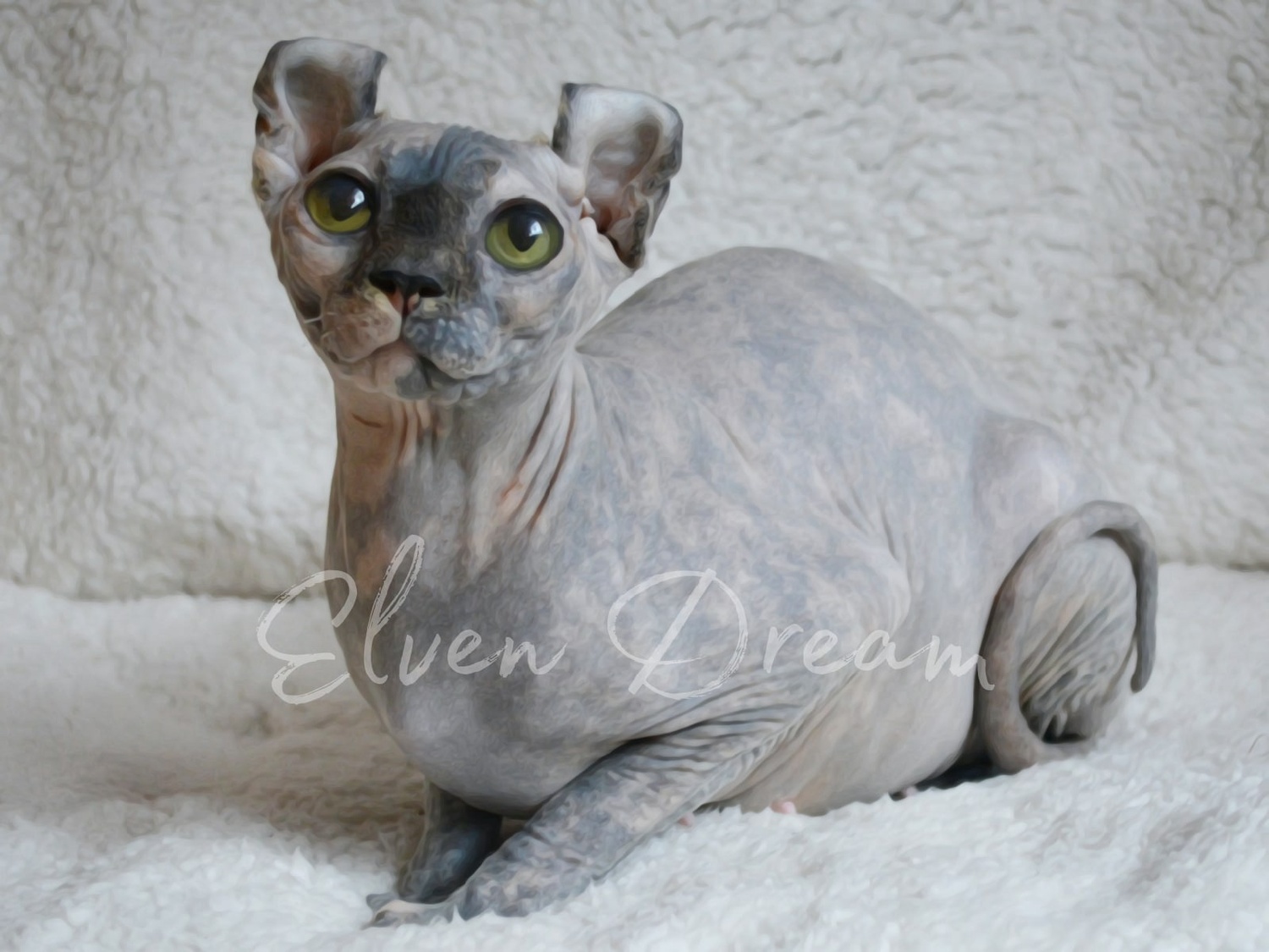 kittens elf, elf, sphynx, dwelf, kittens, elf cattery, sphynx cattery, elf breeder, black elf, tortie elf, blue elf, buy elf kitten, buy sphynx, buy kitten, buy elf, elf cat, sphynx cat, available elf, available sphynx