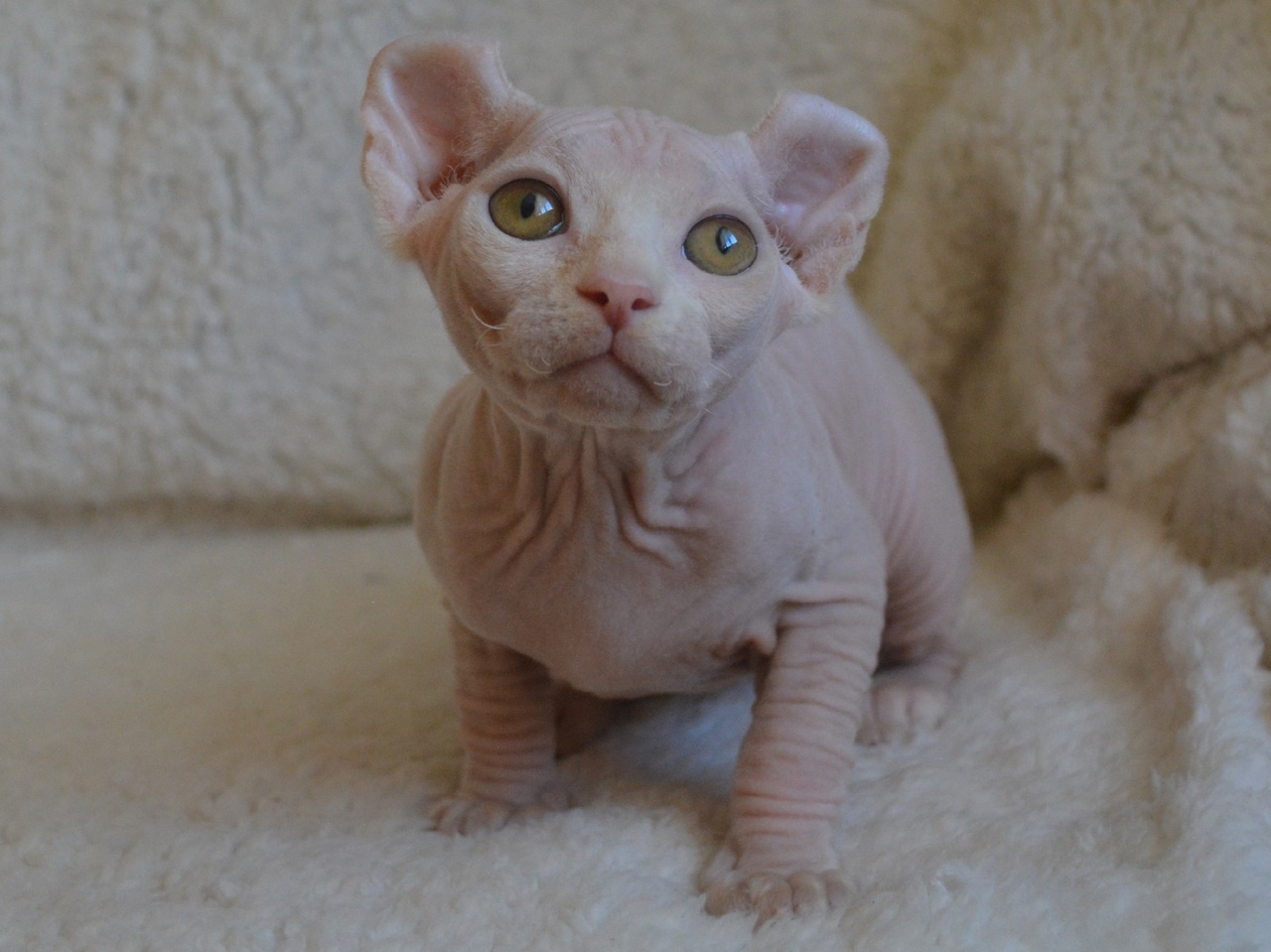 kittens elf, elf, sphynx, dwelf, kittens, elf cattery, sphynx cattery, elf breeder, black elf, tortie elf, blue elf, buy elf kitten, buy sphynx, buy kitten, buy elf, elf cat, sphynx cat, available elf, available sphynx
