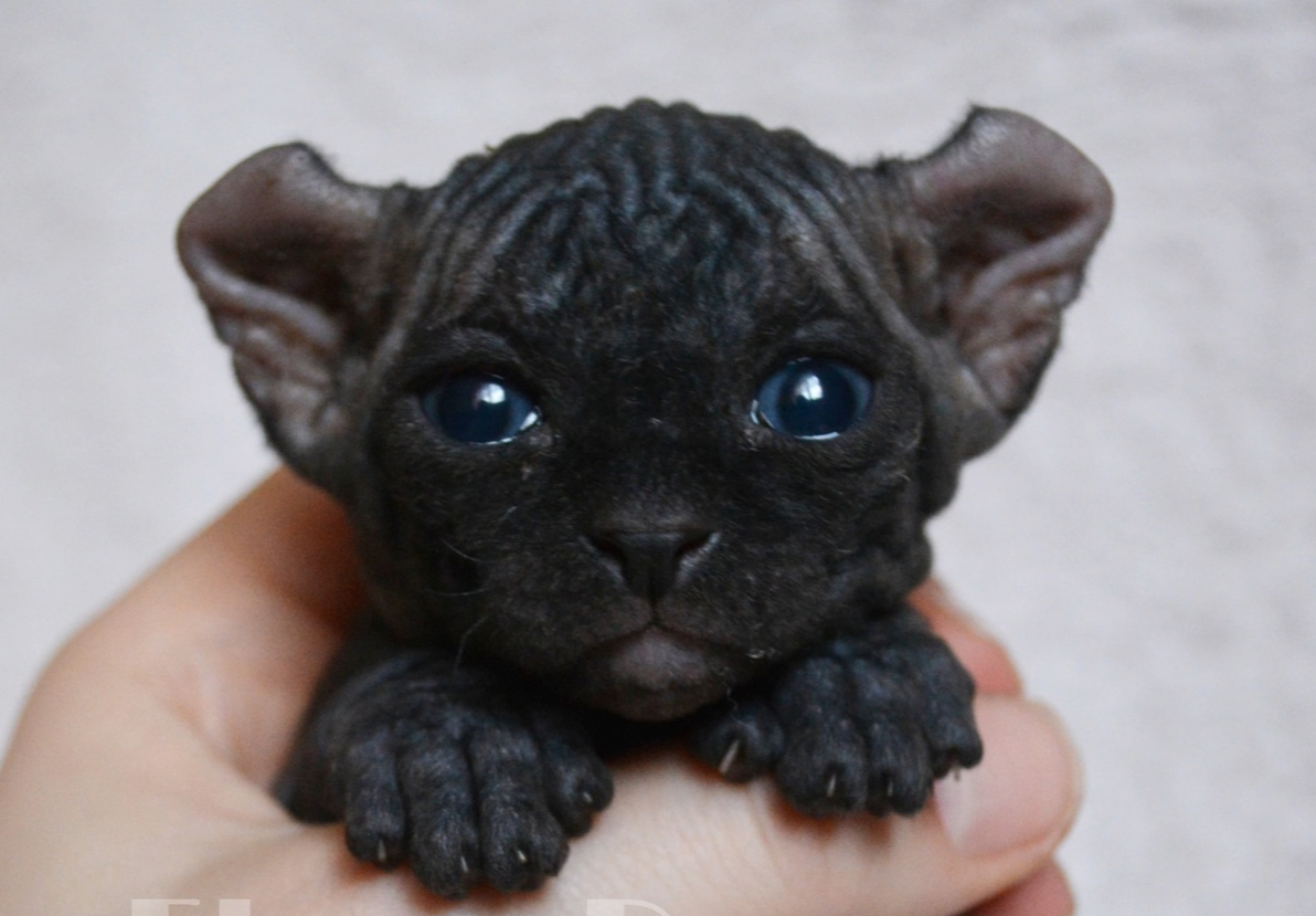 sphynx care, sphynx colors, kitten castration, elf genetics, sphynx nutrition, sphynx feeding, cat color genetics, kittens elf, elf, sphynx, dwelf, kittens, elf cattery, sphynx cattery, elf breeder, black elf, tortie elf, blue elf, buy elf kitten, buy sphynx, buy kitten, buy elf, elf cat, sphynx cat, available elf, available sphynx