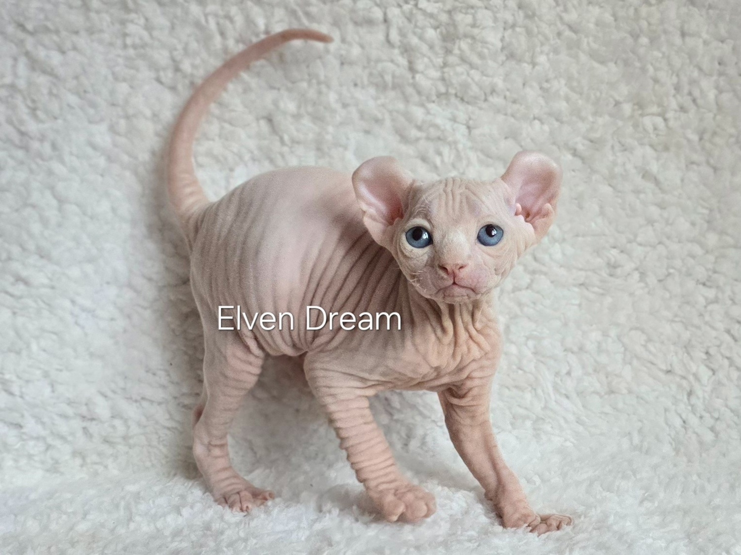 kittens elf, elf, sphynx, dwelf, kittens, elf cattery, sphynx cattery, elf breeder, black elf, tortie elf, blue elf, buy elf kitten, buy sphynx, buy kitten, buy elf