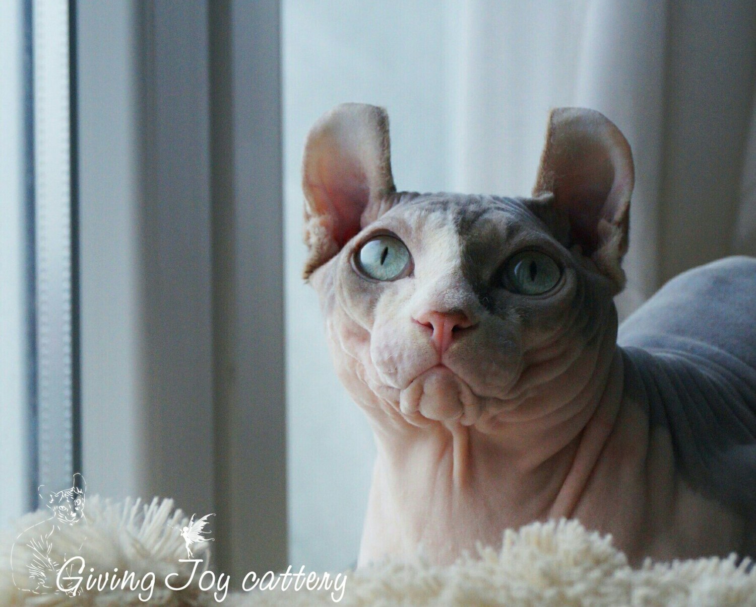 kittens elf, elf, sphynx, dwelf, kittens, elf cattery, sphynx cattery, elf breeder, black elf, tortie elf, blue elf, buy elf kitten, buy sphynx, buy kitten, buy elf, elf cat, sphynx cat, available elf, available sphynx