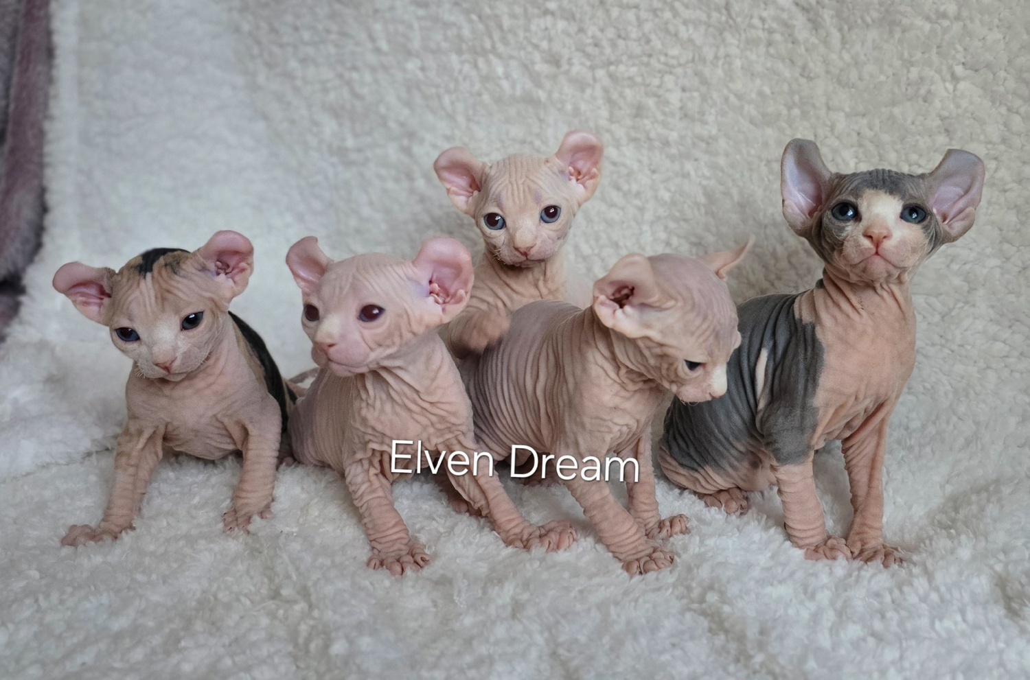 kittens elf, elf, sphynx, dwelf, kittens, elf cattery, sphynx cattery, elf breeder, black elf, tortie elf, blue elf, buy elf kitten, buy sphynx, buy kitten, buy elf