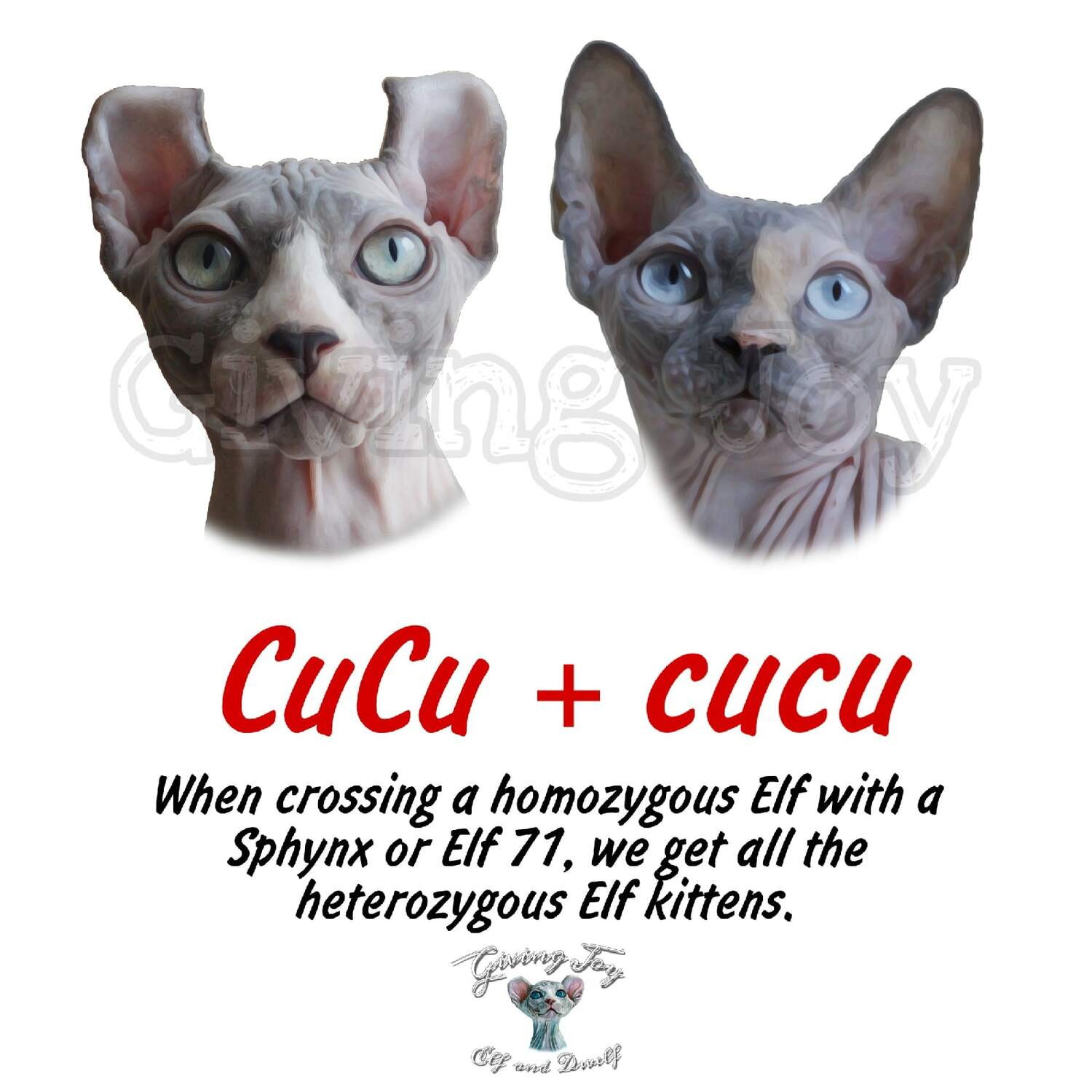sphynx care, sphynx colors, kitten castration, elf genetics, sphynx nutrition, sphynx feeding, cat color genetics, kittens elf, elf, sphynx, dwelf, kittens, elf cattery, sphynx cattery, elf breeder, black elf, tortie elf, blue elf, buy elf kitten, buy sphynx, buy kitten, buy elf, elf cat, sphynx cat, available elf, available sphynx