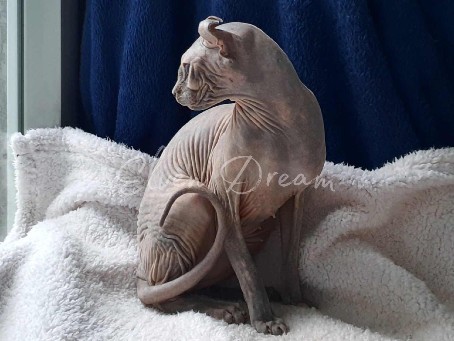 kittens elf, elf, sphynx, dwelf, kittens, elf cattery, sphynx cattery, elf breeder, black elf, tortie elf, blue elf, buy elf kitten, buy sphynx, buy kitten, buy elf, elf cat, sphynx cat, available elf, available sphynx