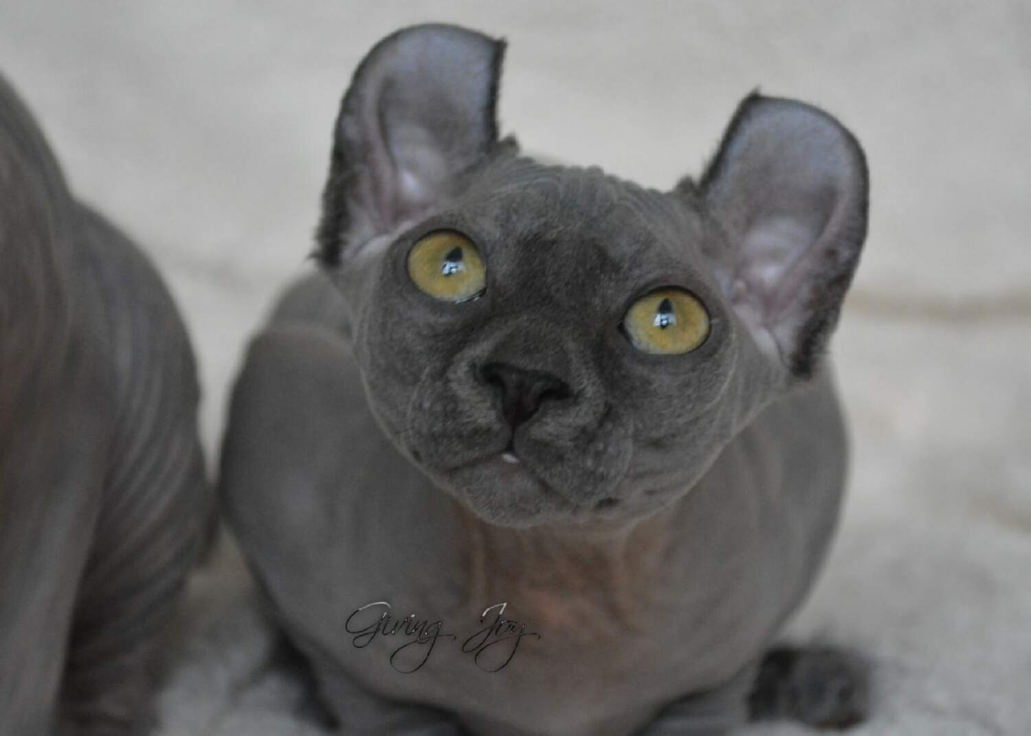 kittens elf, elf, sphynx, dwelf, kittens, elf cattery, sphynx cattery, elf breeder, black elf, tortie elf, blue elf, buy elf kitten, buy sphynx, buy kitten, buy elf, elf cat, sphynx cat, available elf, available sphynx
