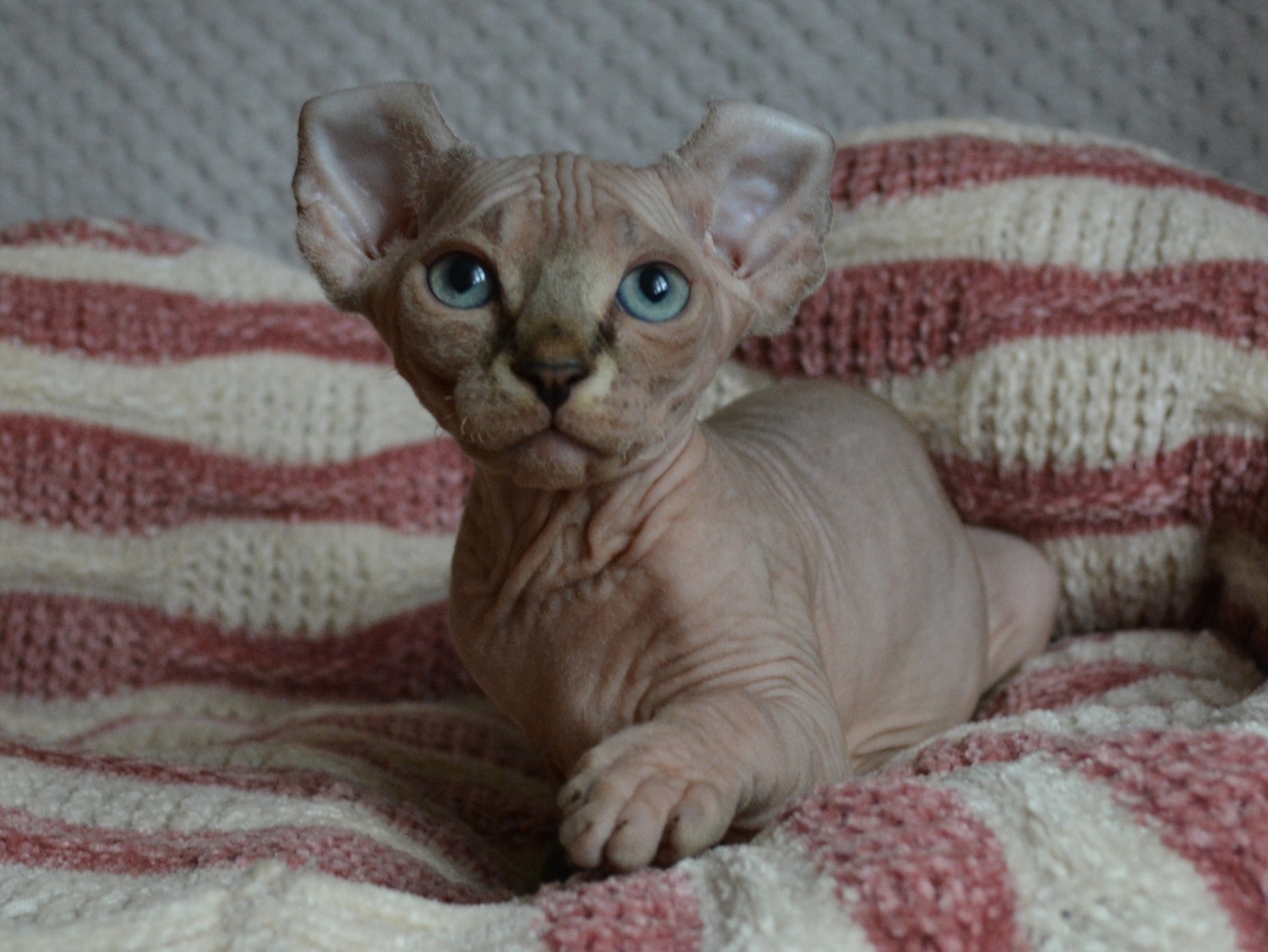 kittens elf, elf, sphynx, dwelf, kittens, elf cattery, sphynx cattery, elf breeder, black elf, tortie elf, blue elf, buy elf kitten, buy sphynx, buy kitten, buy elf, elf cat, sphynx cat, available elf, available sphynx