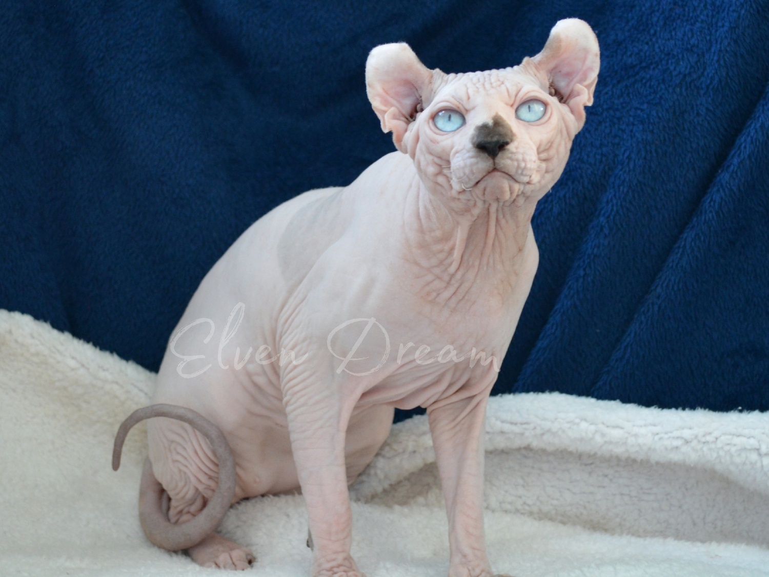 elven dream sphynx care, sphynx colors, kitten castration, elf genetics, sphynx nutrition, sphynx feeding, cat color genetics, kittens elf, elf, sphynx, dwelf, kittens, elf cattery, sphynx cattery, elf breeder, black elf, tortie elf, blue elf, buy elf kitten, buy sphynx, buy kitten, buy elf, elf cat, sphynx cat, available elf, available sphynx
