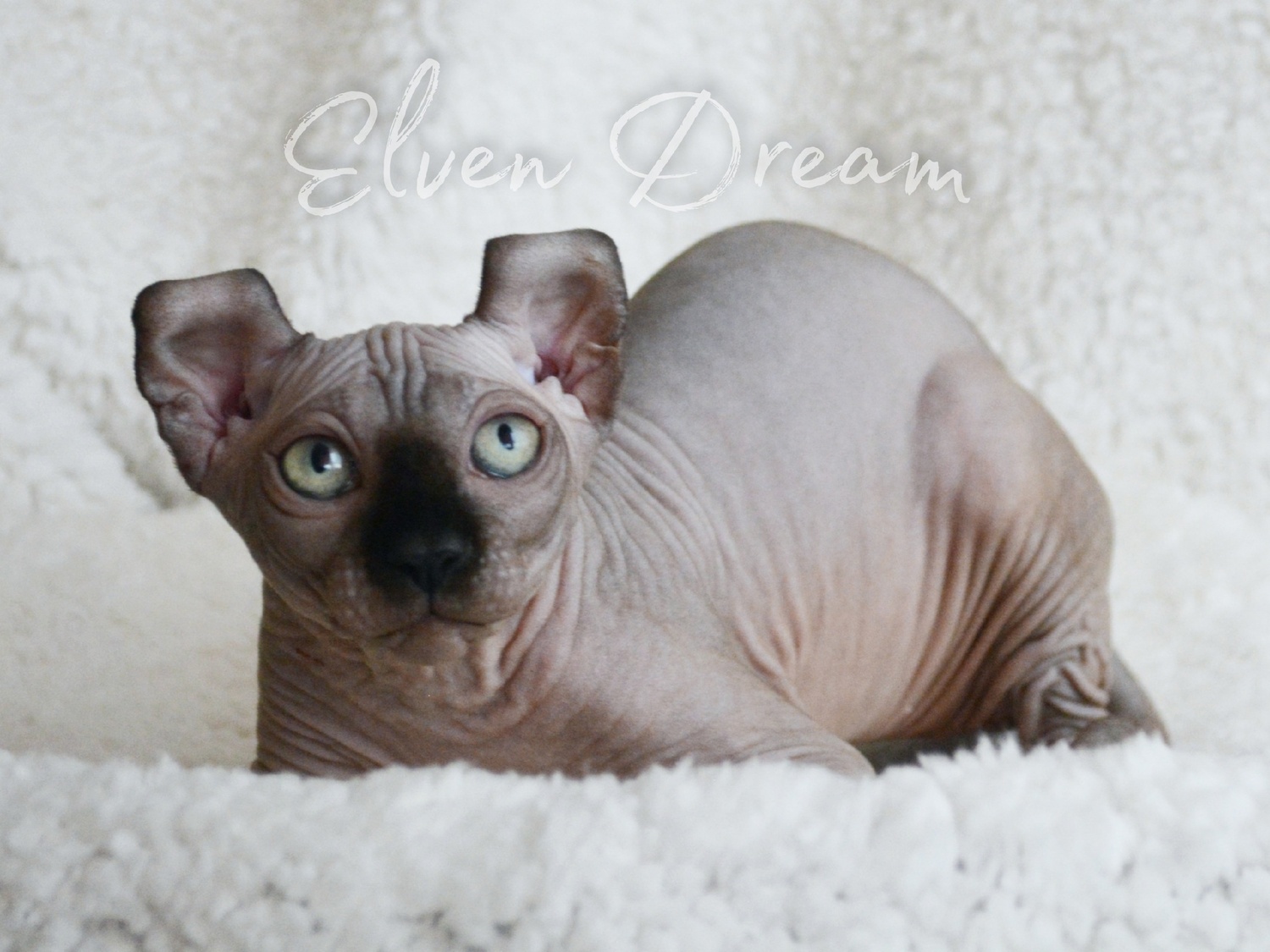 elven dream sphynx care, sphynx colors, kitten castration, elf genetics, sphynx nutrition, sphynx feeding, cat color genetics, kittens elf, elf, sphynx, dwelf, kittens, elf cattery, sphynx cattery, elf breeder, black elf, tortie elf, blue elf, buy elf kitten, buy sphynx, buy kitten, buy elf, elf cat, sphynx cat, available elf, available sphynx