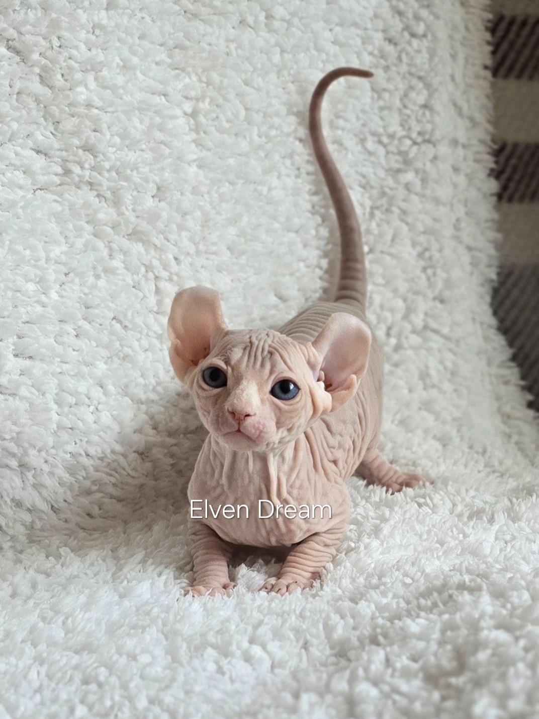 kittens elf, elf, sphynx, dwelf, kittens, elf cattery, sphynx cattery, elf breeder, black elf, tortie elf, blue elf, buy elf kitten, buy sphynx, buy kitten, buy elf