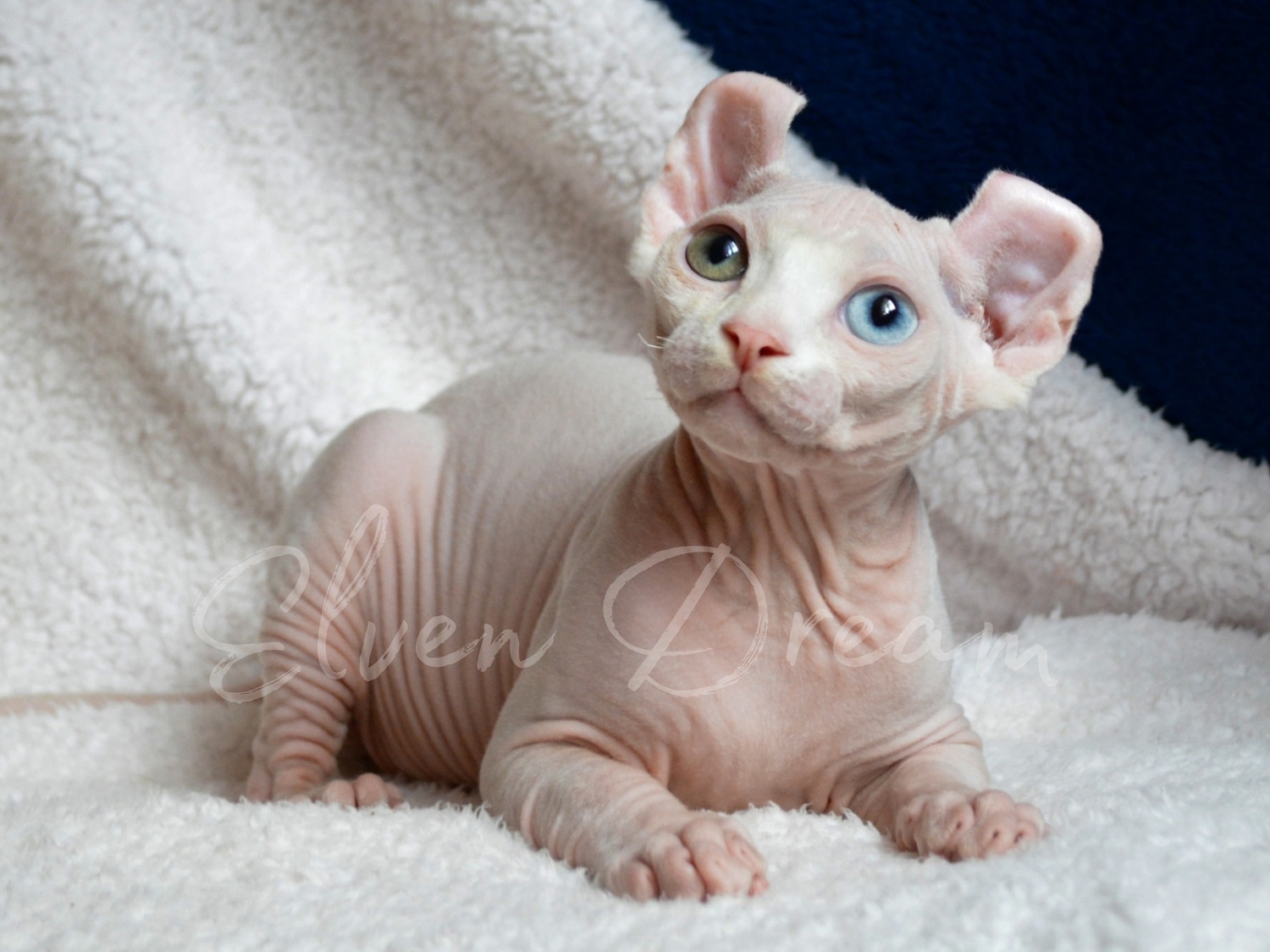 kittens elf, elf, sphynx, dwelf, kittens, elf cattery, sphynx cattery, elf breeder, black elf, tortie elf, blue elf, buy elf kitten, buy sphynx, buy kitten, buy elf, elf cat, sphynx cat, available elf, available sphynx