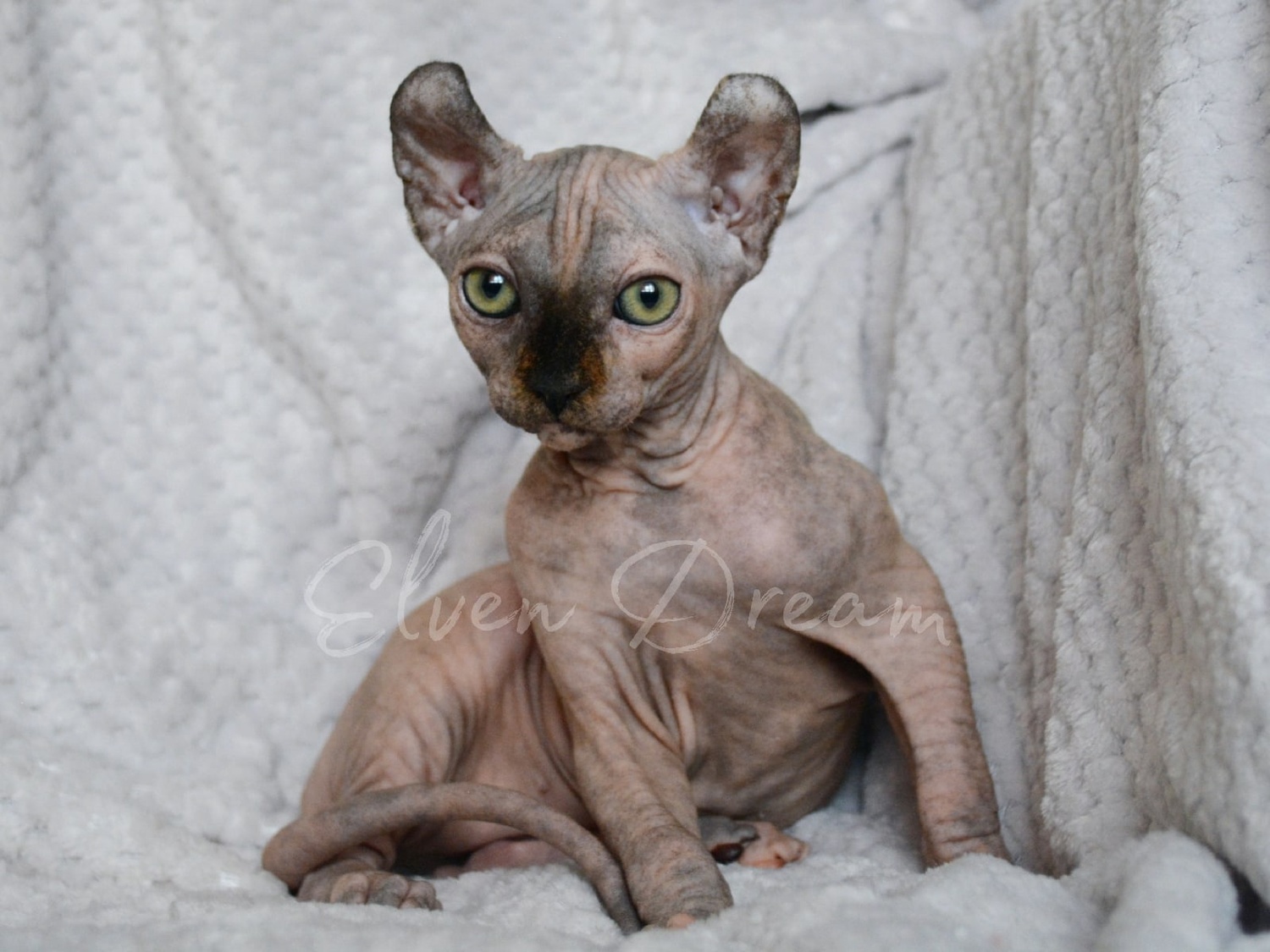 elven dream kittens elf, elf, sphynx, dwelf, kittens, elf cattery, sphynx cattery, elf breeder, black elf, tortie elf, blue elf, buy elf kitten, buy sphynx, buy kitten, buy elf, elf cat, sphynx cat, available elf, available sphynx