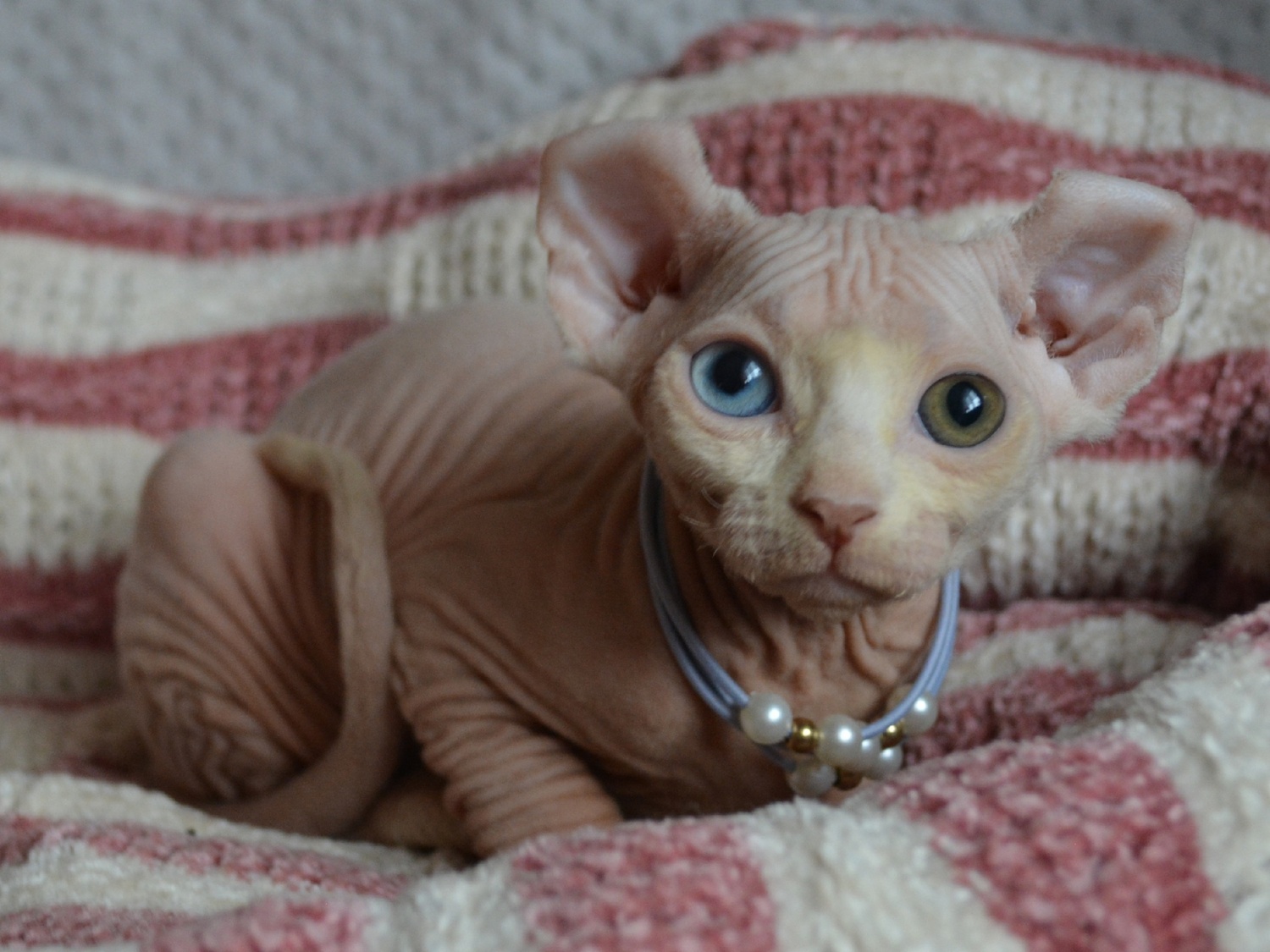 kittens elf, elf, sphynx, dwelf, kittens, elf cattery, sphynx cattery, elf breeder, black elf, tortie elf, blue elf, buy elf kitten, buy sphynx, buy kitten, buy elf, elf cat, sphynx cat, available elf, available sphynx