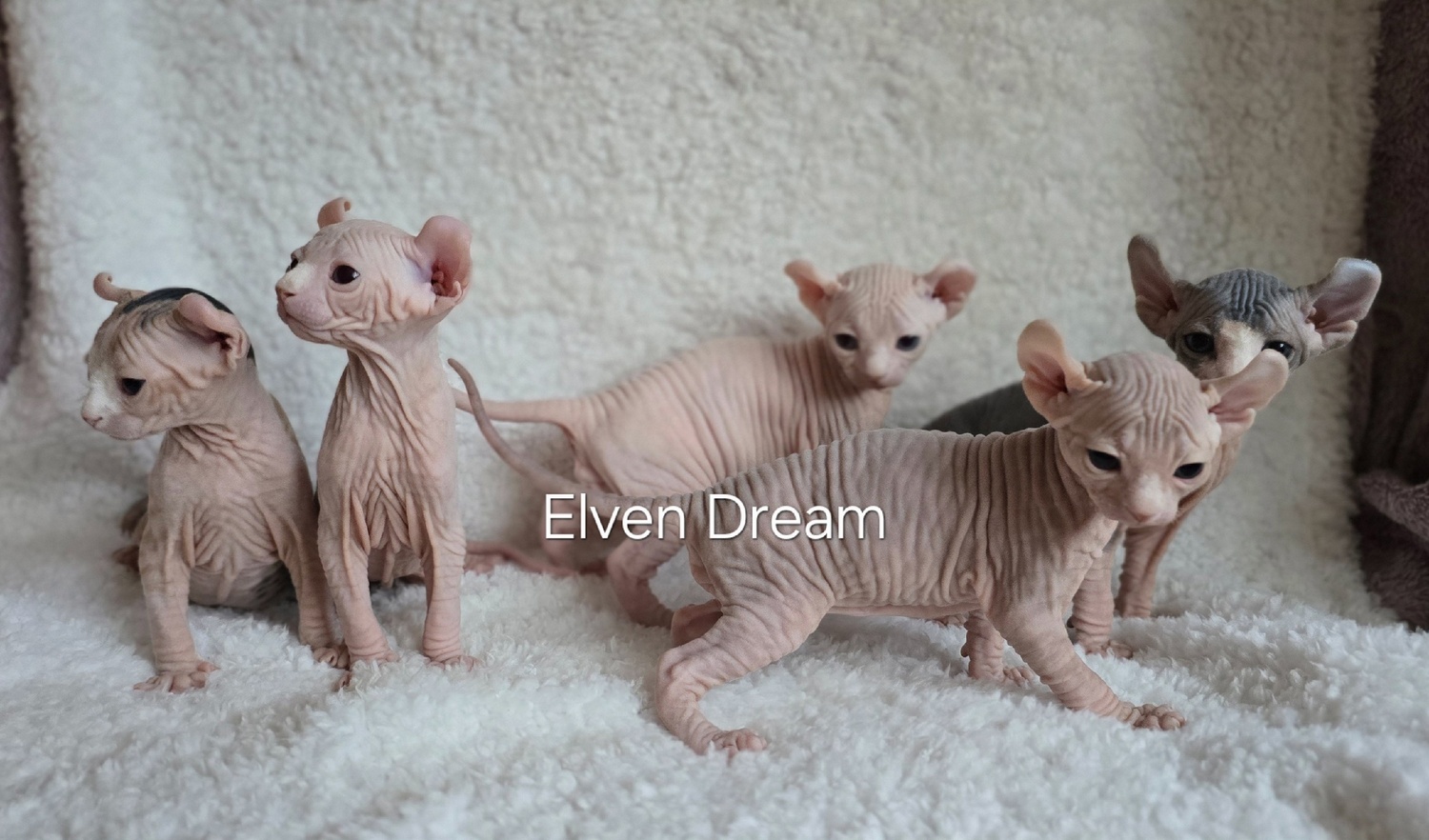 kittens elf, elf, sphynx, dwelf, kittens, elf cattery, sphynx cattery, elf breeder, black elf, tortie elf, blue elf, buy elf kitten, buy sphynx, buy kitten, buy elf, elf cat, sphynx cat, available elf, available sphynx
