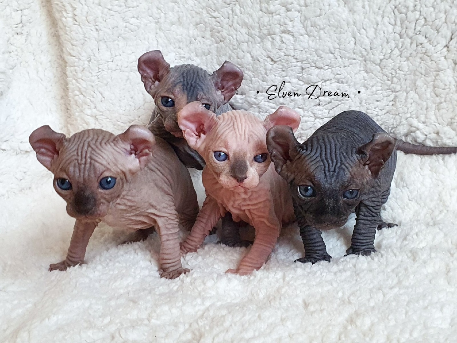 elven dream sphynx care, sphynx colors, kitten castration, elf genetics, sphynx nutrition, sphynx feeding, cat color genetics, kittens elf, elf, sphynx, dwelf, kittens, elf cattery, sphynx cattery, elf breeder, black elf, tortie elf, blue elf, buy elf kitten, buy sphynx, buy kitten, buy elf, elf cat, sphynx cat, available elf, available sphynx