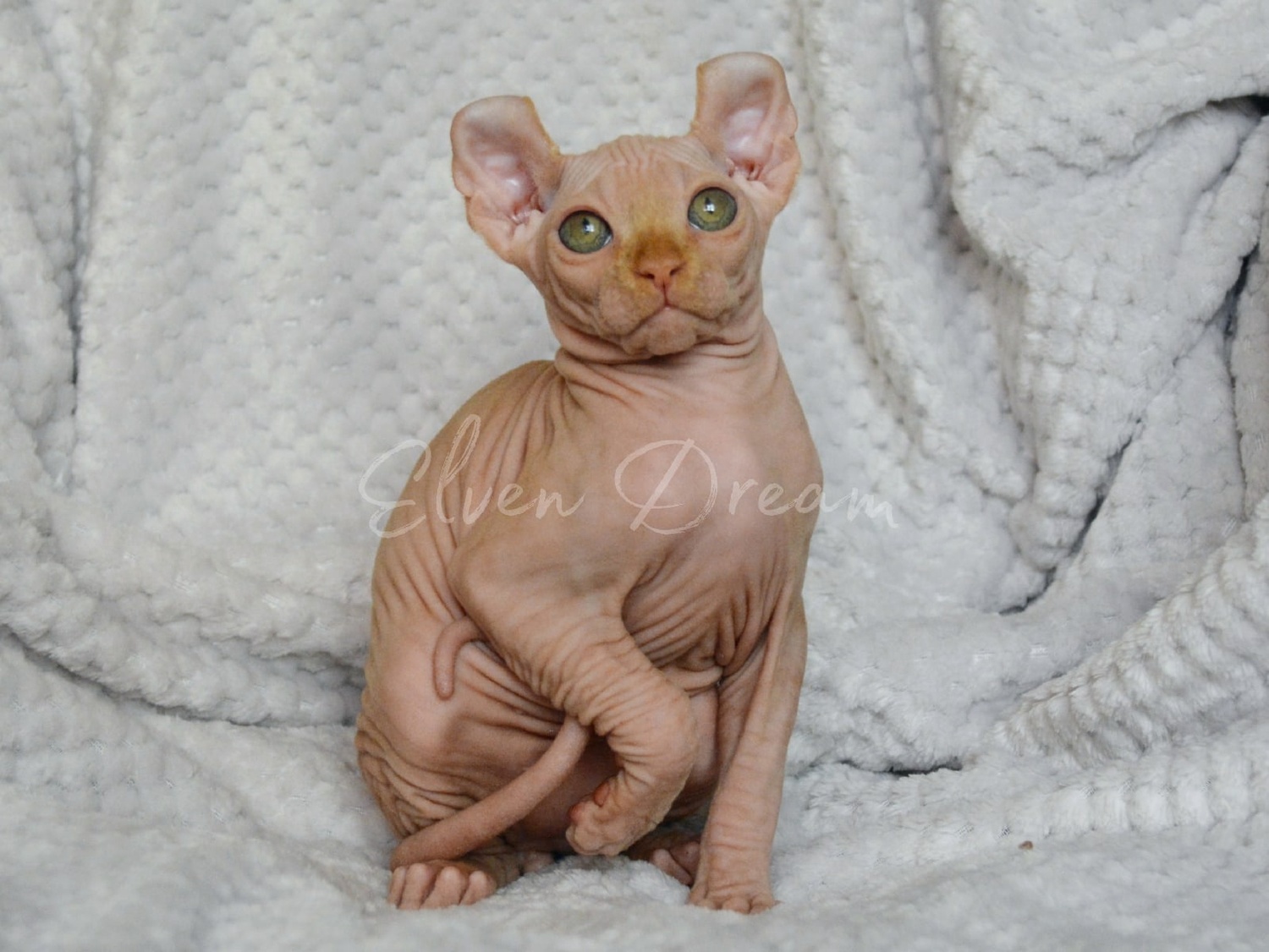 kittens elf, elf, sphynx, dwelf, kittens, elf cattery, sphynx cattery, elf breeder, black elf, tortie elf, blue elf, buy elf kitten, buy sphynx, buy kitten, buy elf, elf cat, sphynx cat, available elf, available sphynx