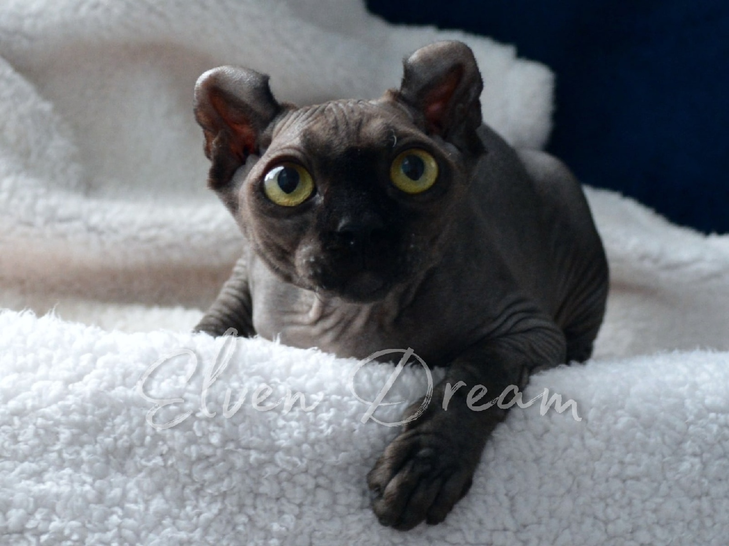 kittens elf, elf, sphynx, dwelf, kittens, elf cattery, sphynx cattery, elf breeder, black elf, tortie elf, blue elf, buy elf kitten, buy sphynx, buy kitten, buy elf, elf cat, sphynx cat, available elf, available sphynx