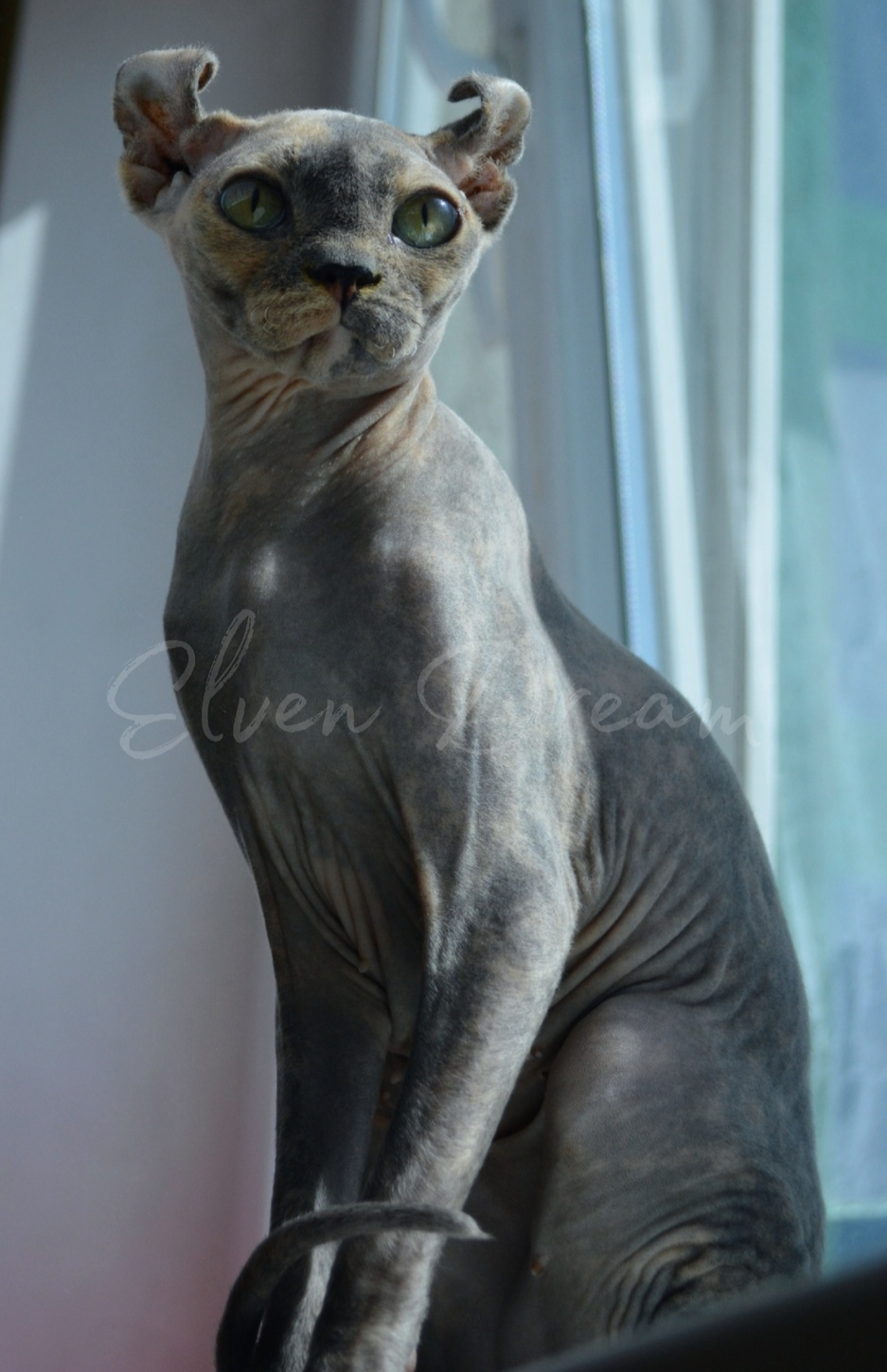 kittens elf, elf, sphynx, dwelf, kittens, elf cattery, sphynx cattery, elf breeder, black elf, tortie elf, blue elf, buy elf kitten, buy sphynx, buy kitten, buy elf, elf cat, sphynx cat, available elf, available sphynx