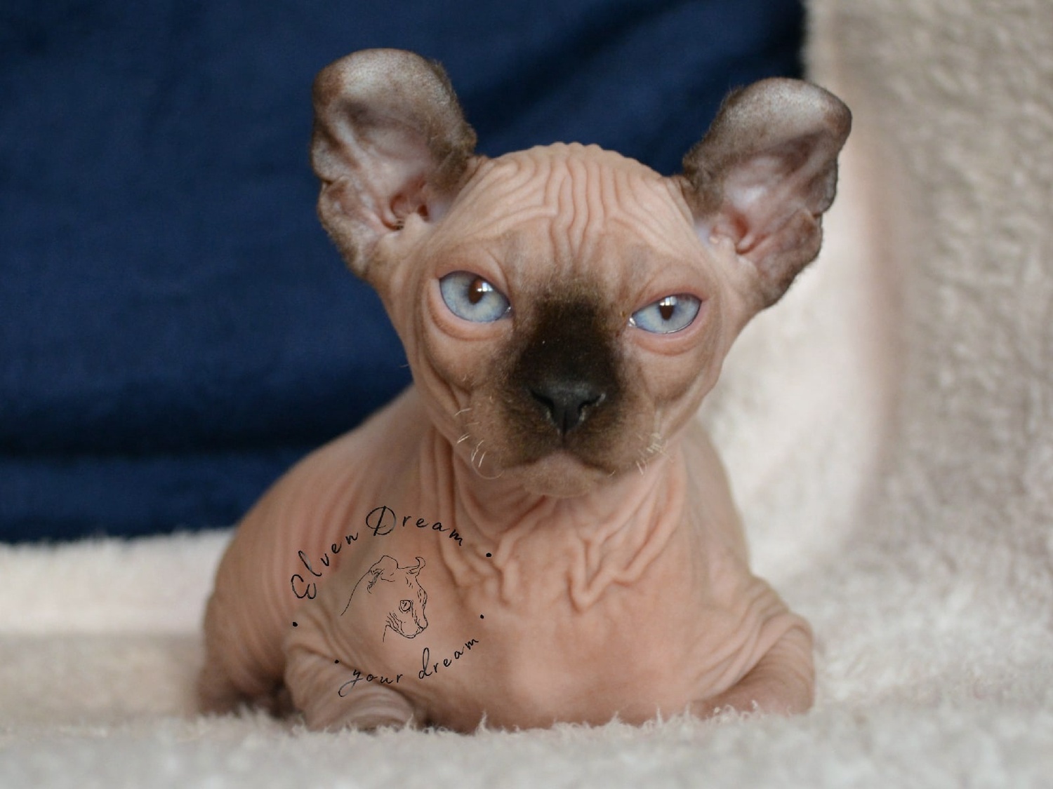 kittens elf, elf, sphynx, dwelf, kittens, elf cattery, sphynx cattery, elf breeder, black elf, tortie elf, blue elf, buy elf kitten, buy sphynx, buy kitten, buy elf, elf cat, sphynx cat, available elf, available sphynx