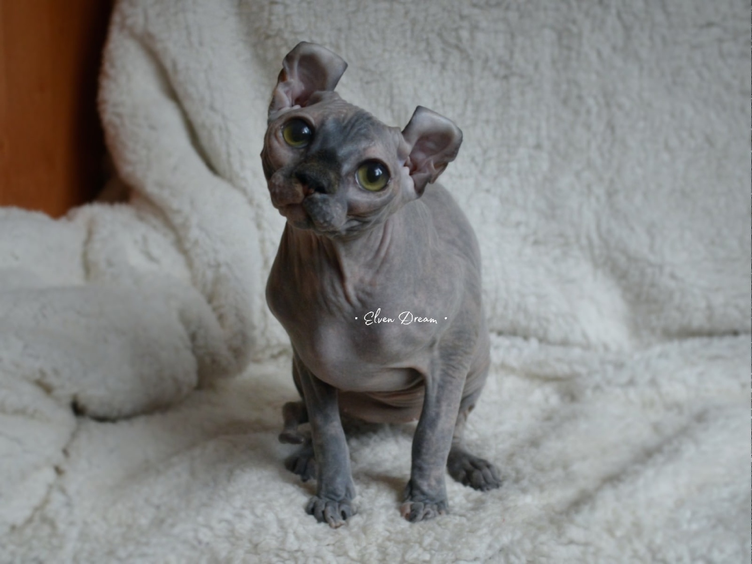 kittens elf, elf, sphynx, dwelf, kittens, elf cattery, sphynx cattery, elf breeder, black elf, tortie elf, blue elf, buy elf kitten, buy sphynx, buy kitten, buy elf, elf cat, sphynx cat, available elf, available sphynx