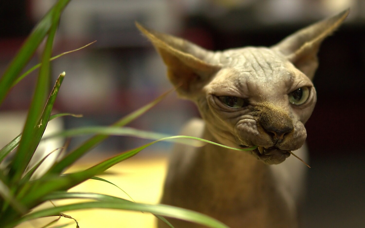 elven dream sphynx care, sphynx colors, kitten castration, elf genetics, sphynx nutrition, sphynx feeding, cat color genetics, kittens elf, elf, sphynx, dwelf, kittens, elf cattery, sphynx cattery, elf breeder, black elf, tortie elf, blue elf, buy elf kitten, buy sphynx, buy kitten, buy elf, elf cat, sphynx cat, available elf, available sphynx
