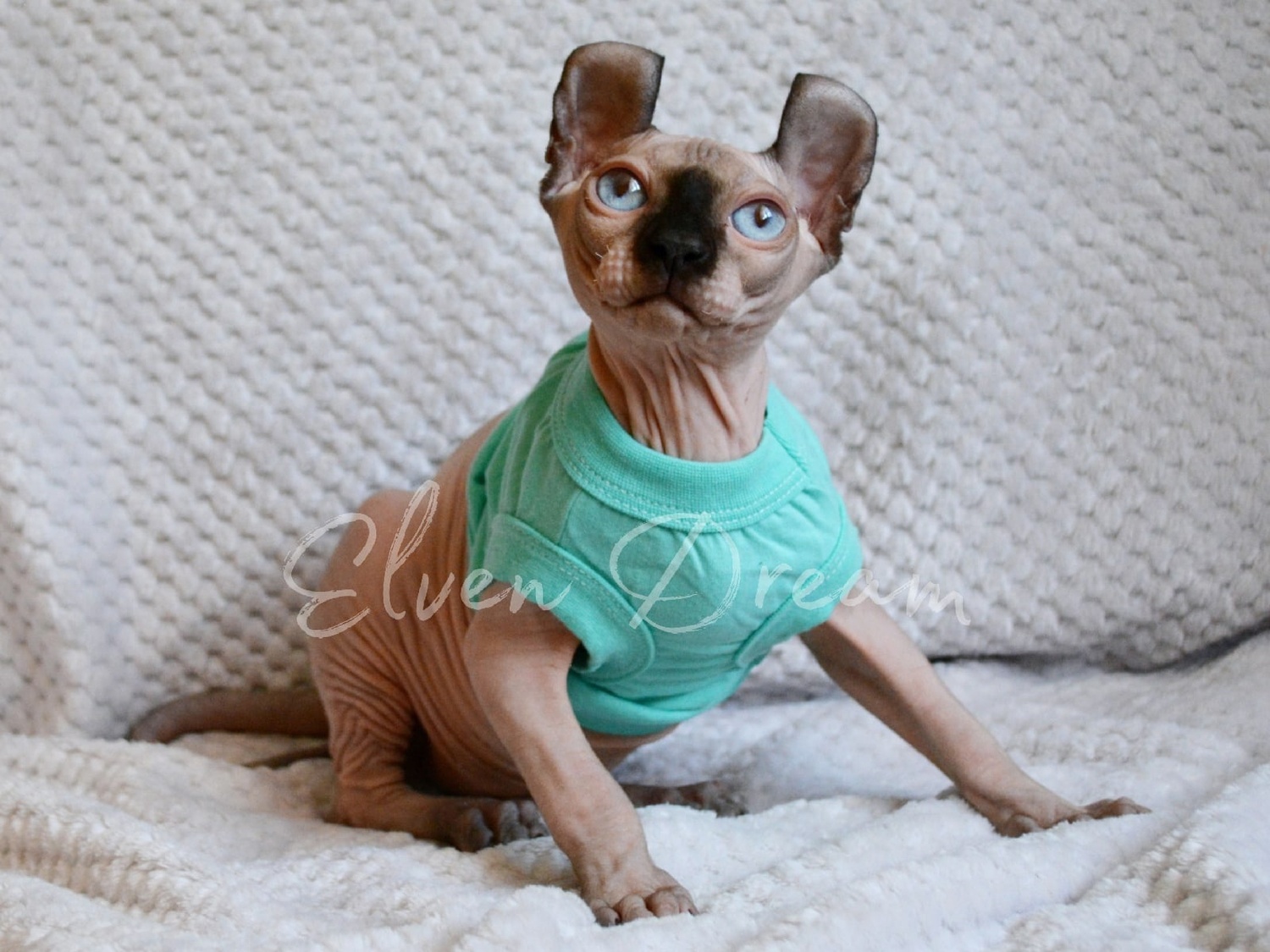 elven dream kittens elf, elf, sphynx, dwelf, kittens, elf cattery, sphynx cattery, elf breeder, black elf, tortie elf, blue elf, buy elf kitten, buy sphynx, buy kitten, buy elf, elf cat, sphynx cat, available elf, available sphynx