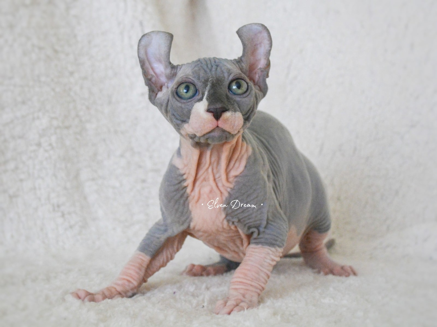 elven dream sphynx care, sphynx colors, kitten castration, elf genetics, sphynx nutrition, sphynx feeding, cat color genetics, kittens elf, elf, sphynx, dwelf, kittens, elf cattery, sphynx cattery, elf breeder, black elf, tortie elf, blue elf, buy elf kitten, buy sphynx, buy kitten, buy elf, elf cat, sphynx cat, available elf, available sphynx