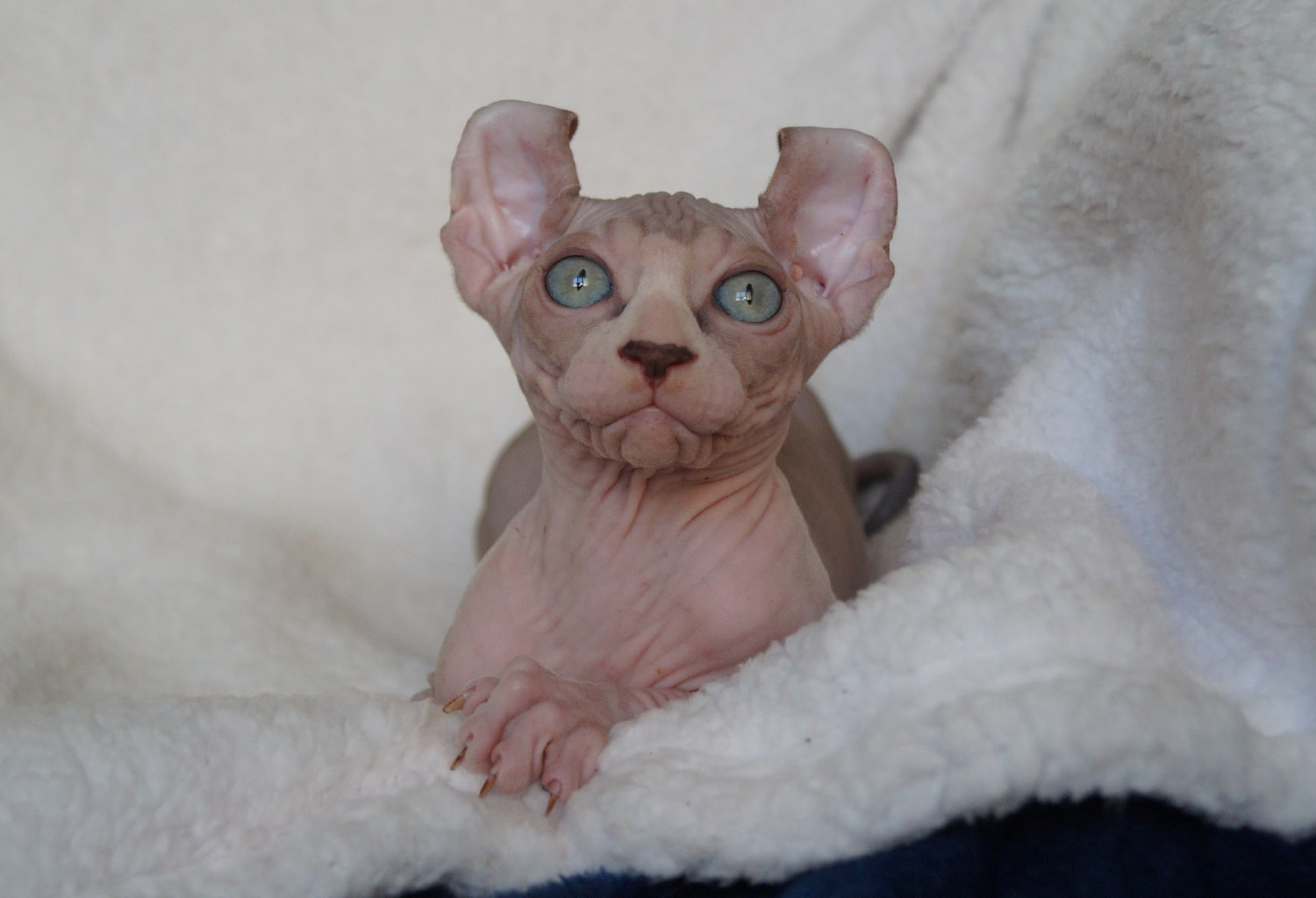 kittens elf, elf, sphynx, dwelf, kittens, elf cattery, sphynx cattery, elf breeder, black elf, tortie elf, blue elf, buy elf kitten, buy sphynx, buy kitten, buy elf, elf cat, sphynx cat, available elf, available sphynx